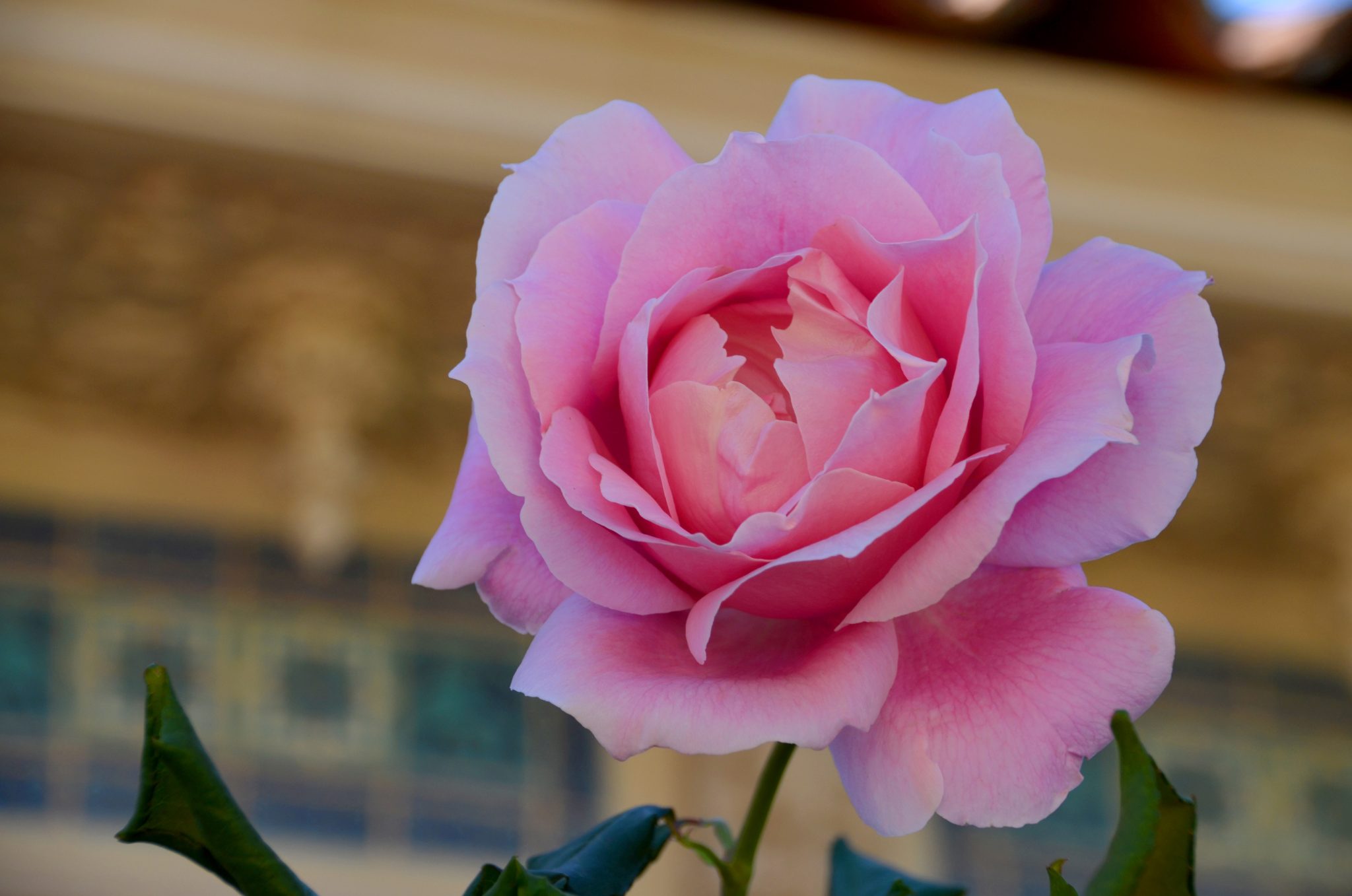 Blooming Pink Rose Flower
