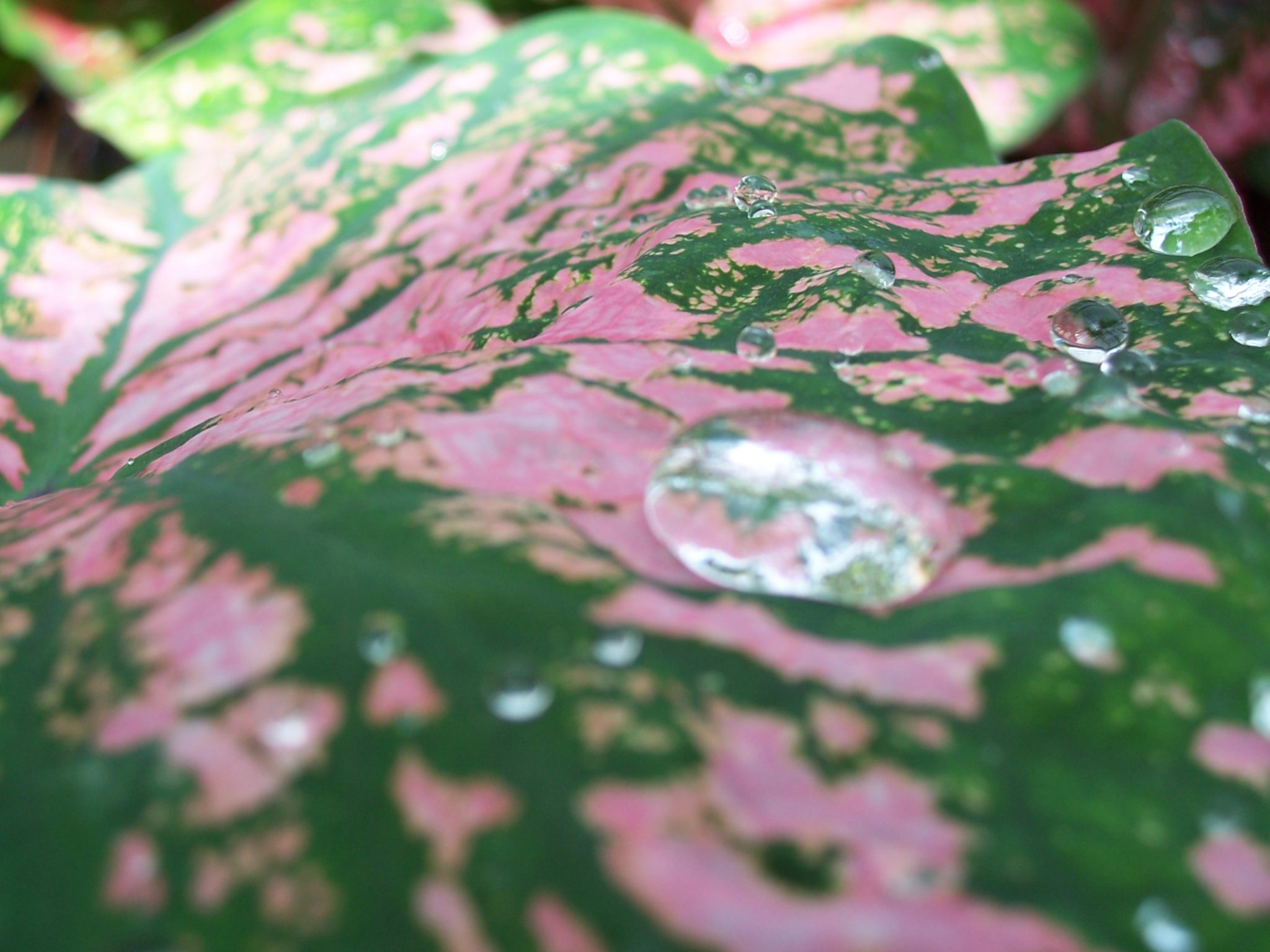 Water on pink and green leaf