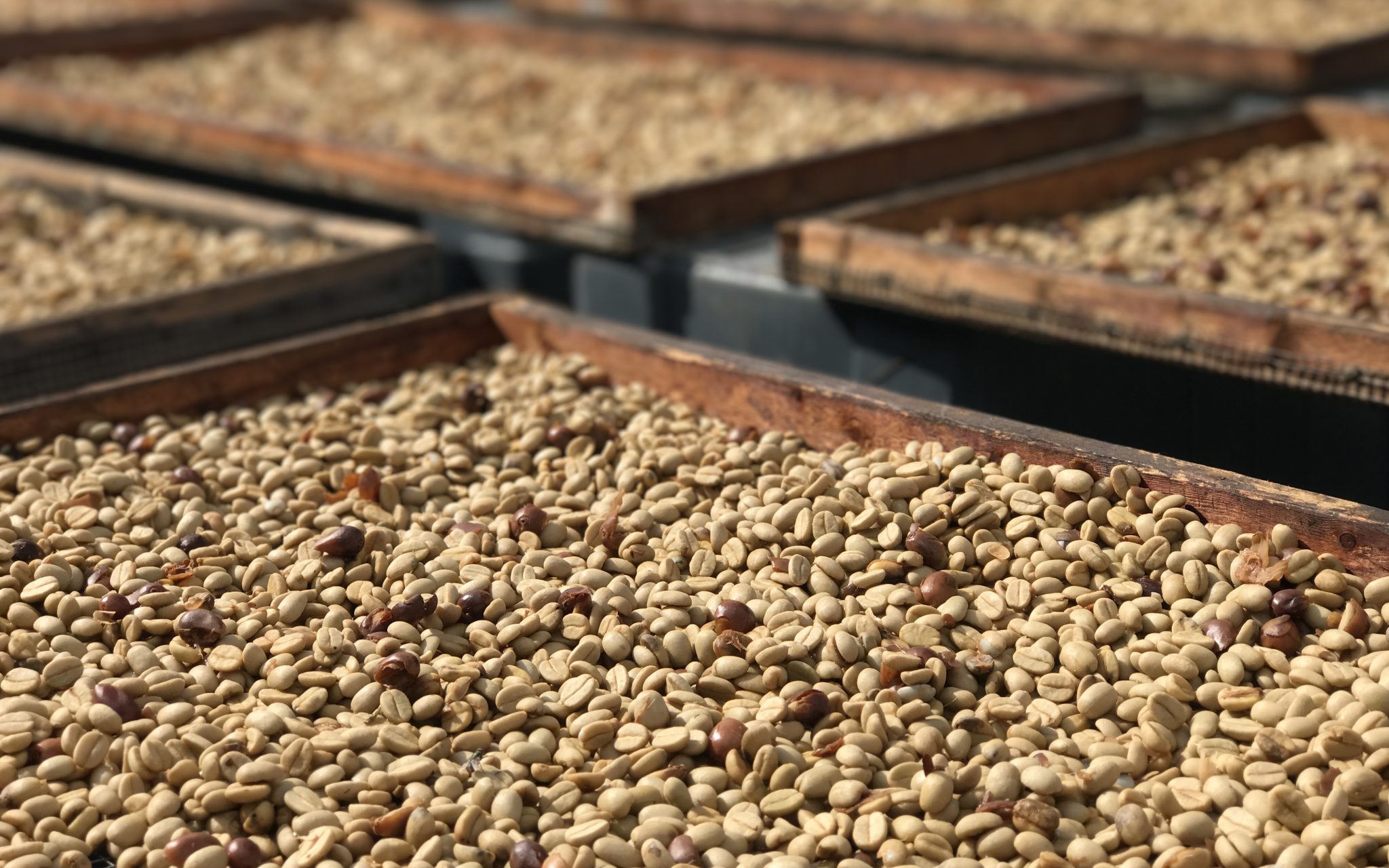 Drying Coffee Beans
