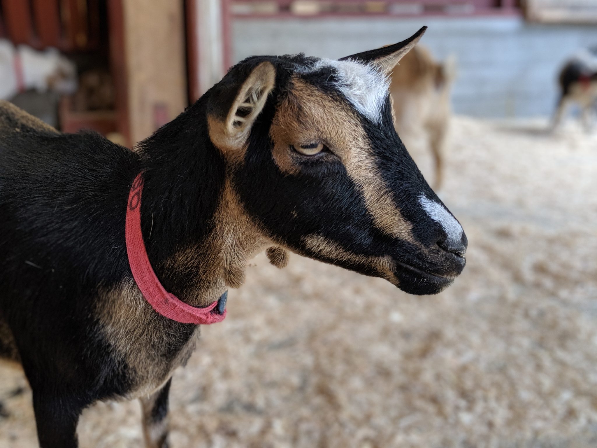Bored looking goat
