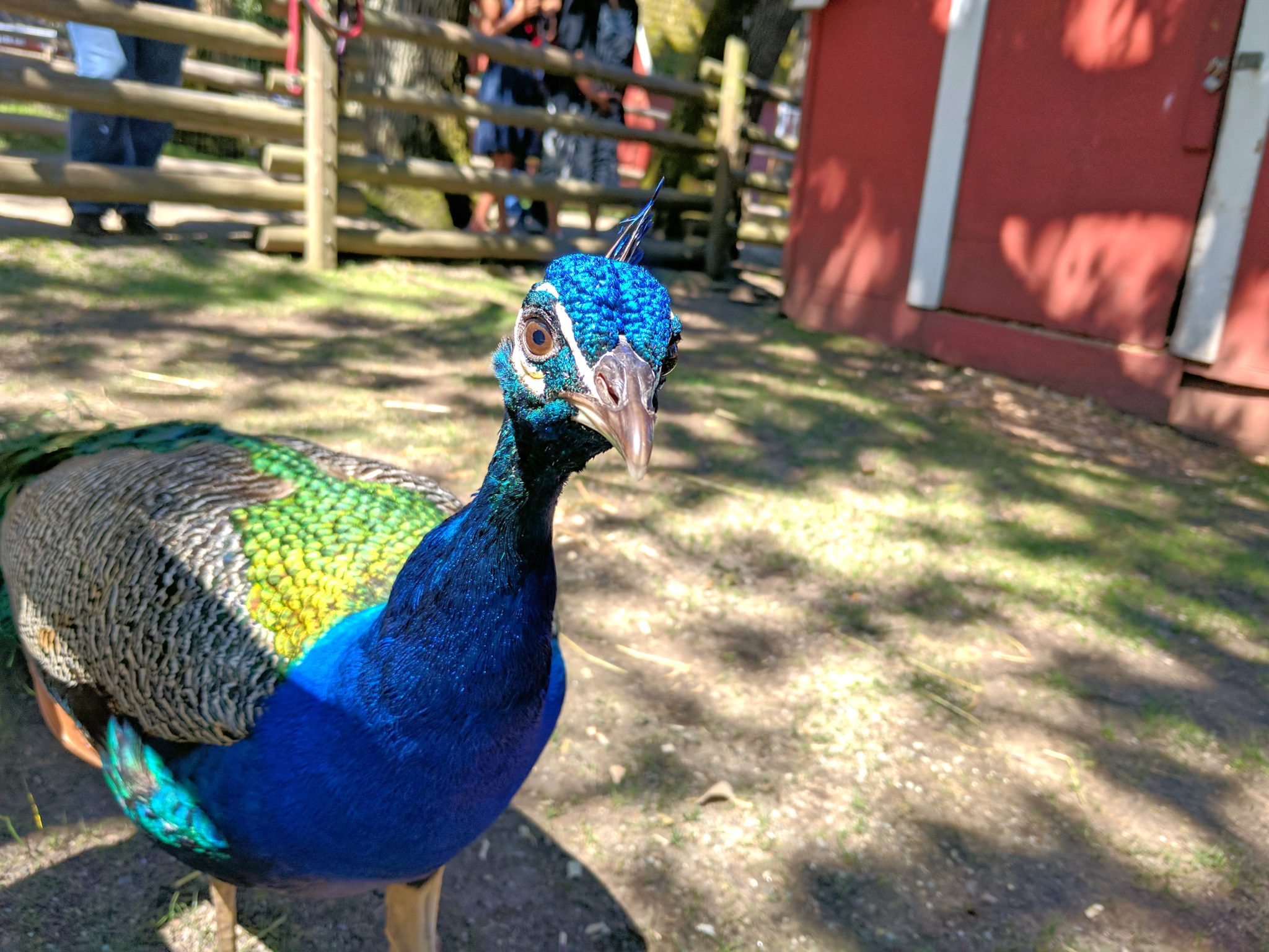 Peacock up close