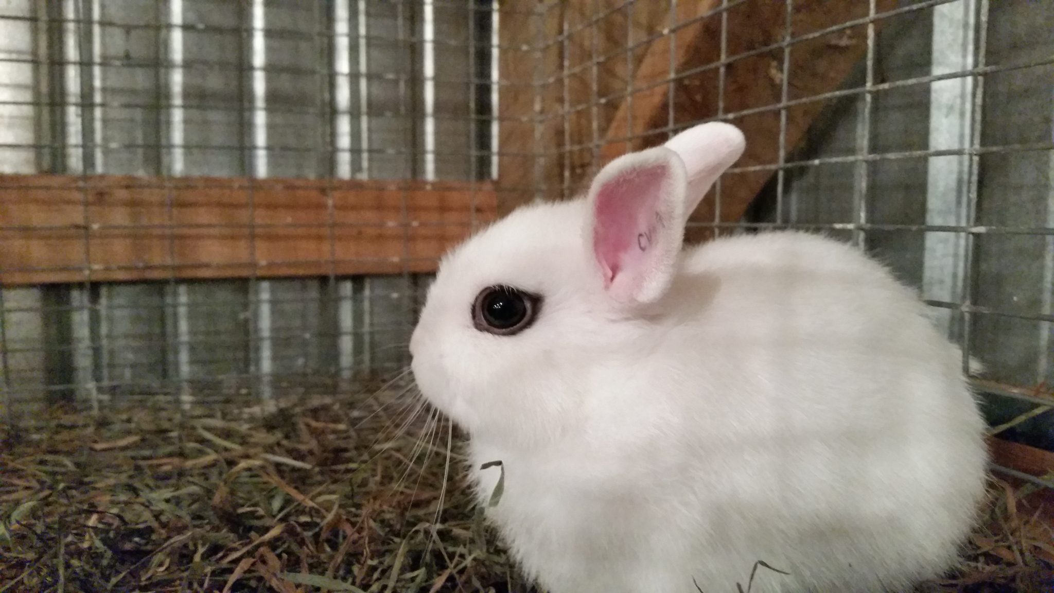 Little white bunny