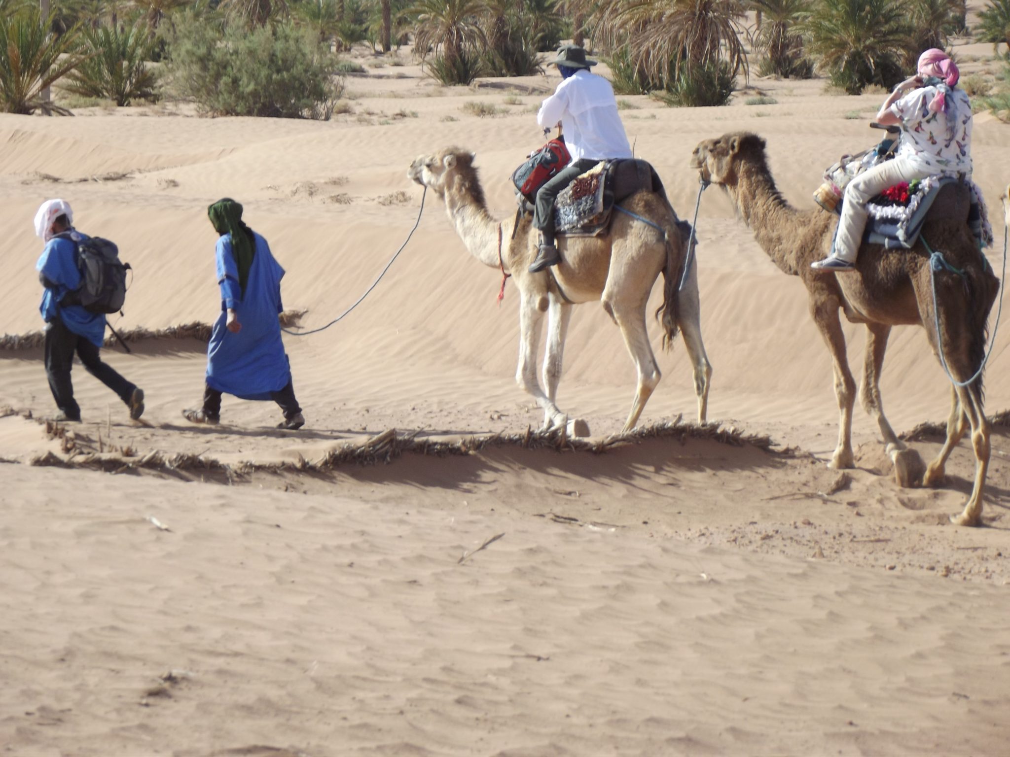 Camel trekking in the Sahara