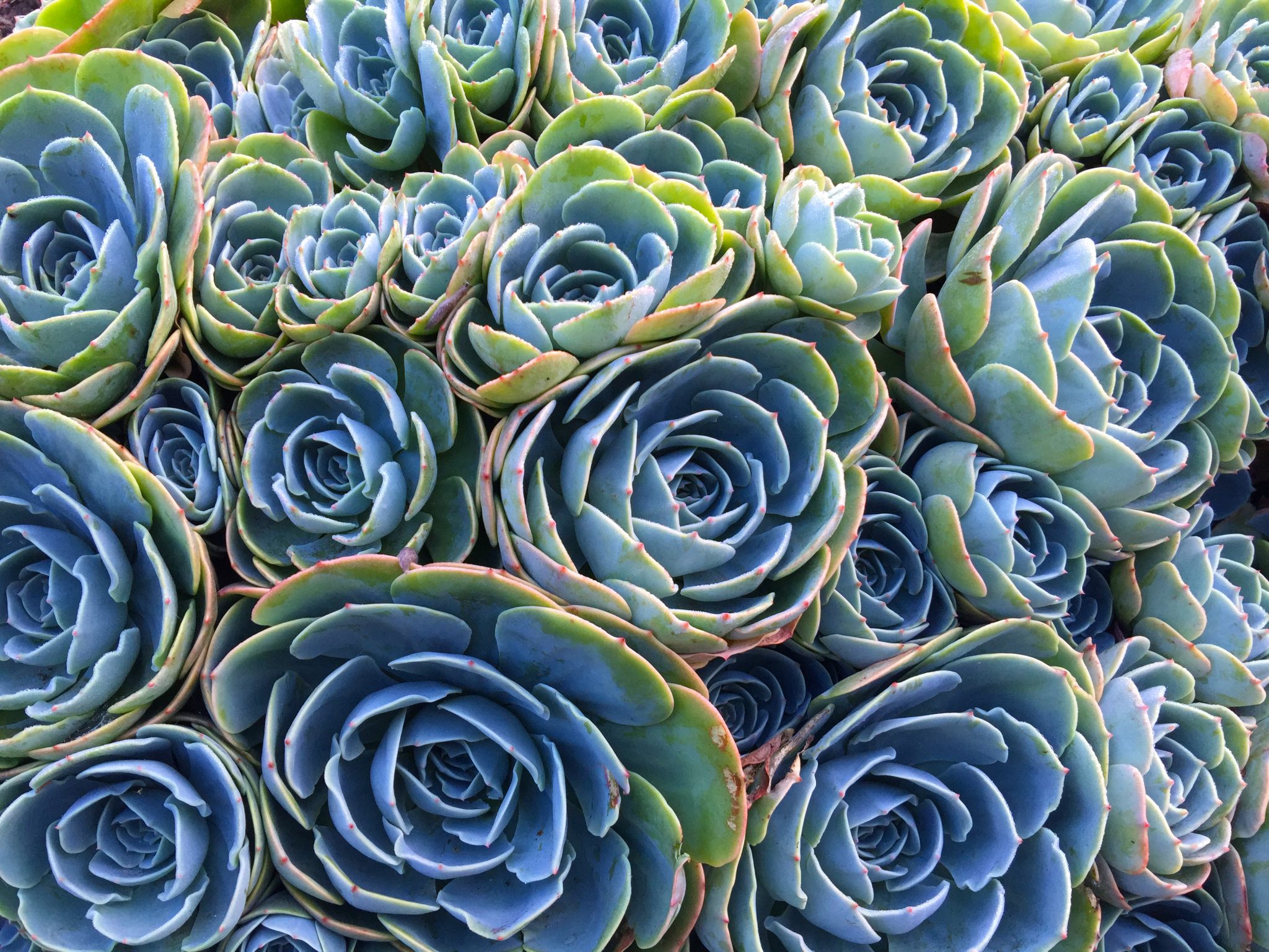 Group Of Blue-Green Succulents