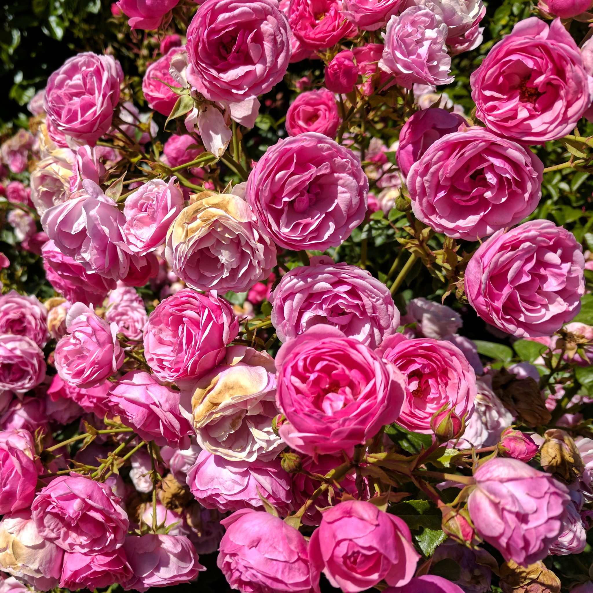 Roses from the Beacon Hill Park in Victoria British Columbia Canada