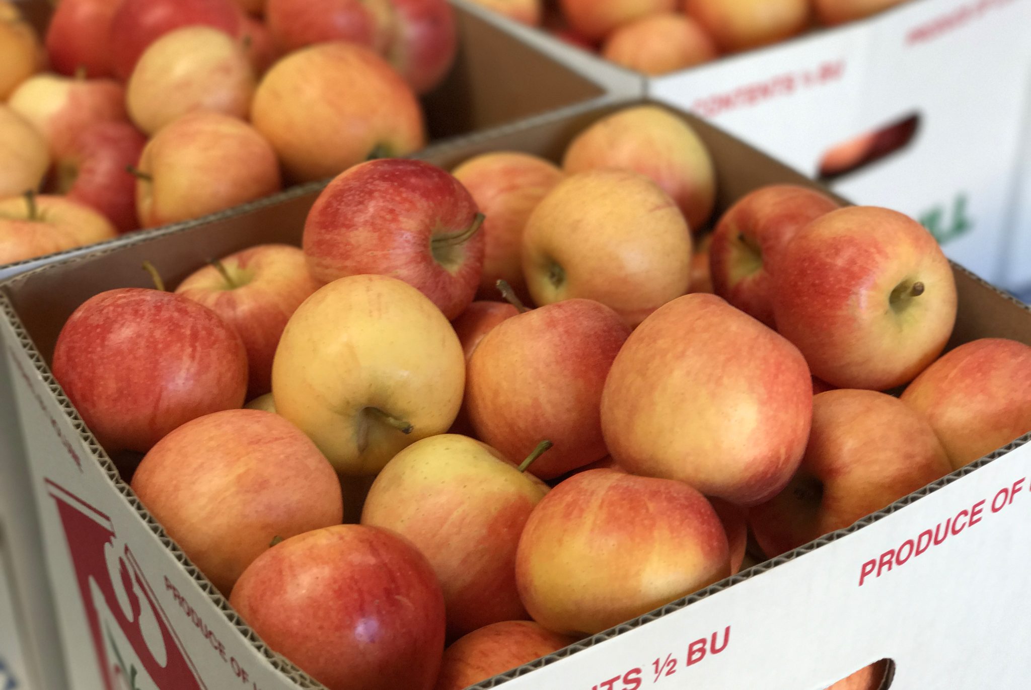 Boxes of fresh picked apples