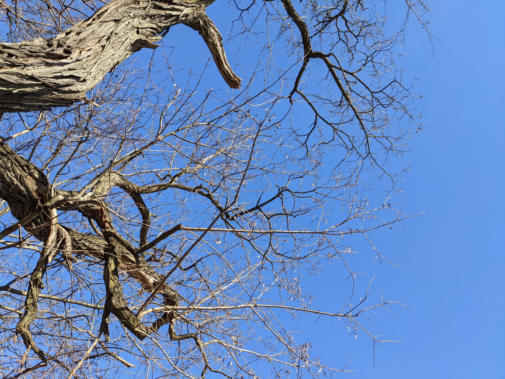 A few tree branches, with no leaves, in front of a very blue sky.