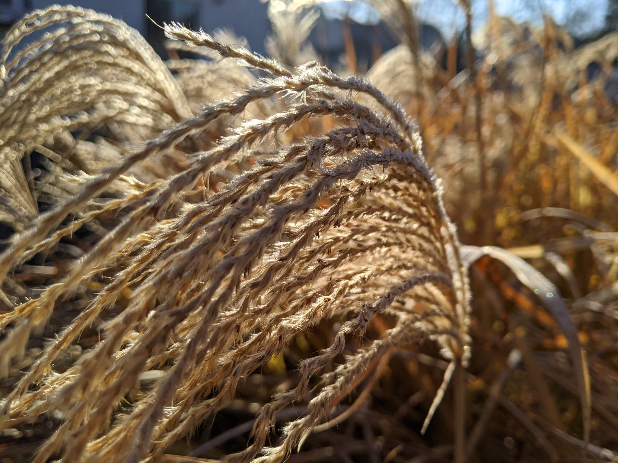 Sunshine on grass seed heads
