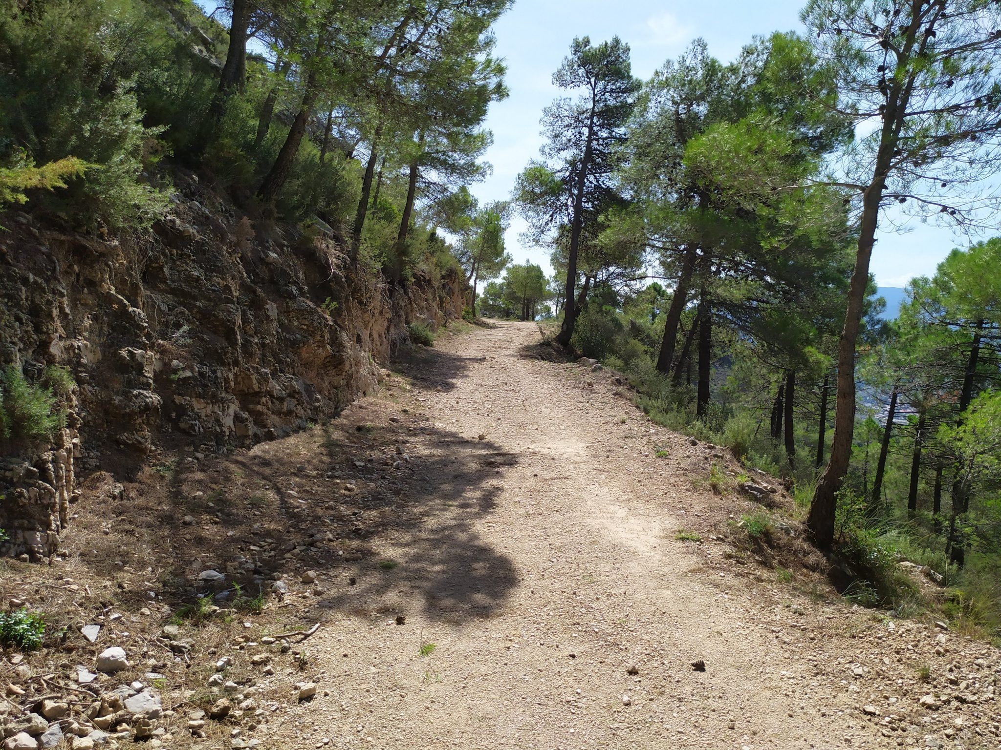 Mountain Trail though pine trees