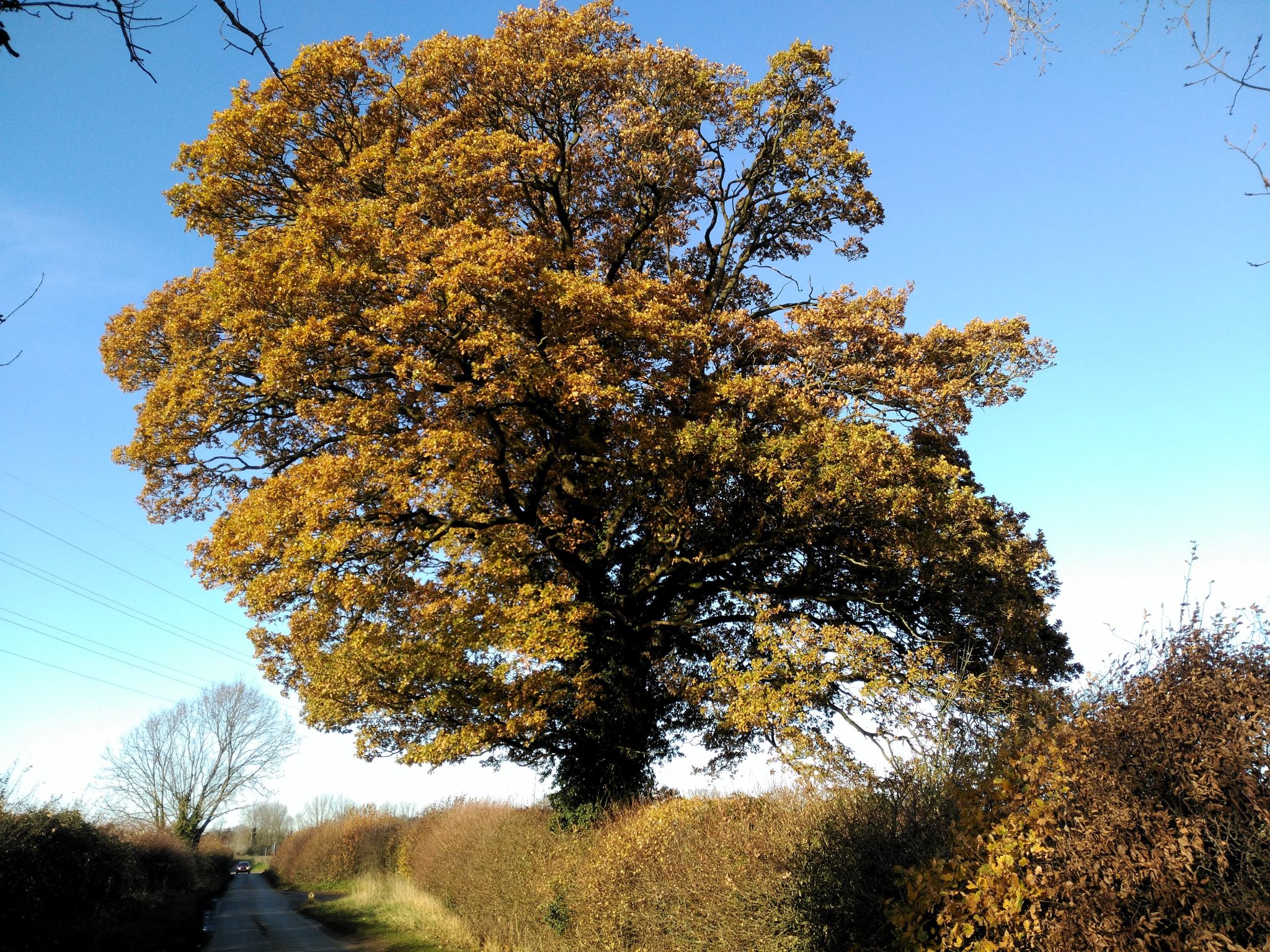 Big Tree in autumn colours