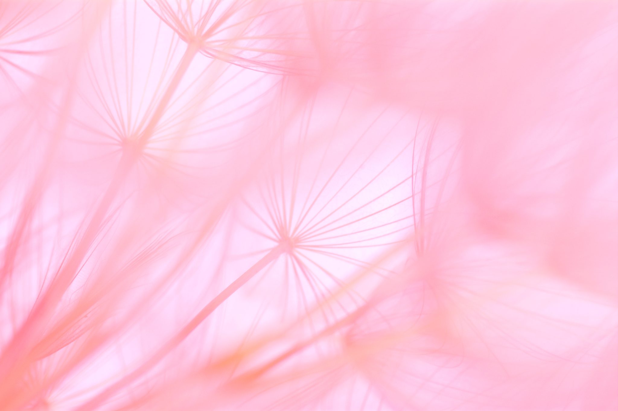 Macro shot of dandelion seed head in pink light