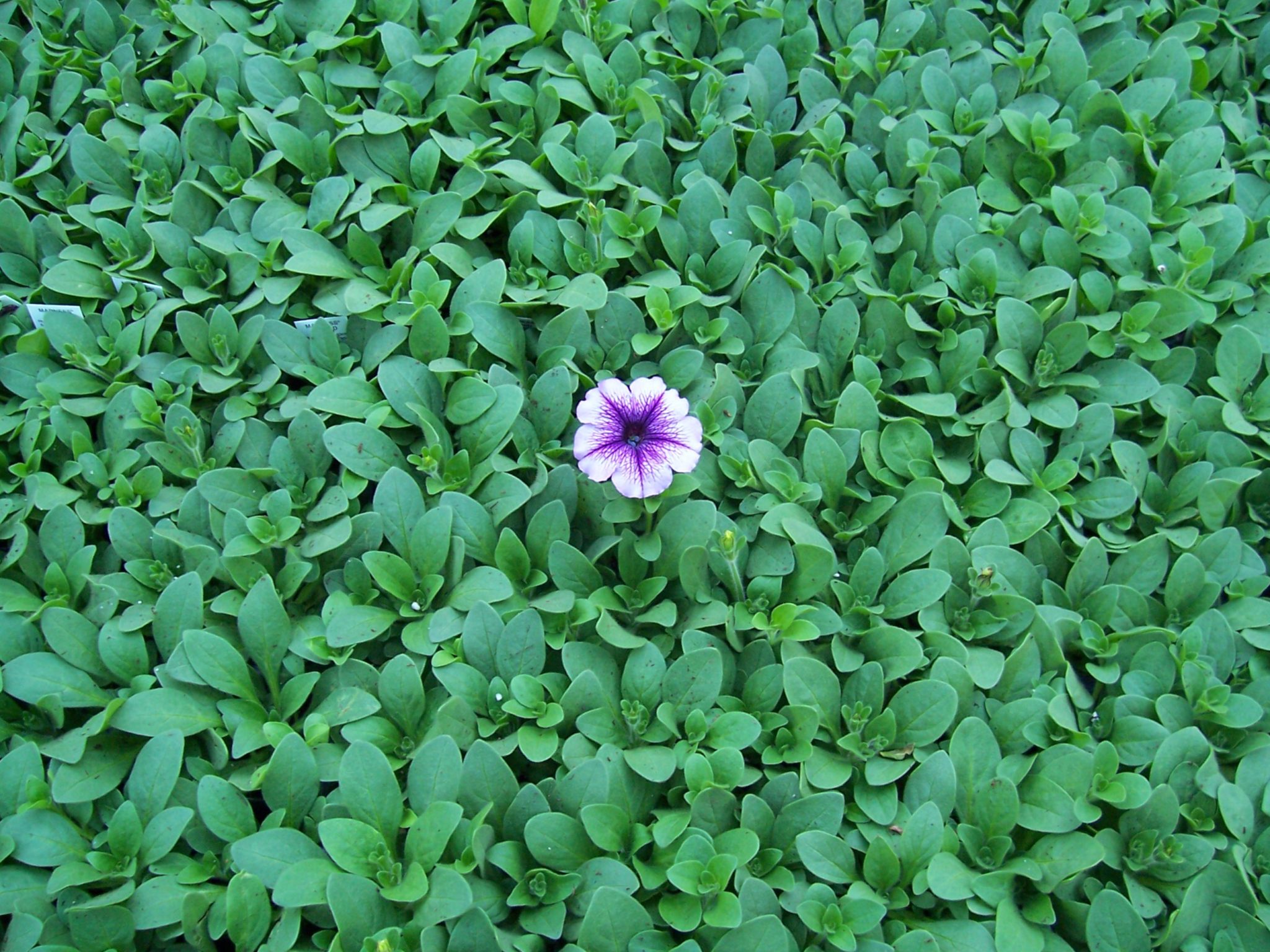 Single petunia in a field of green