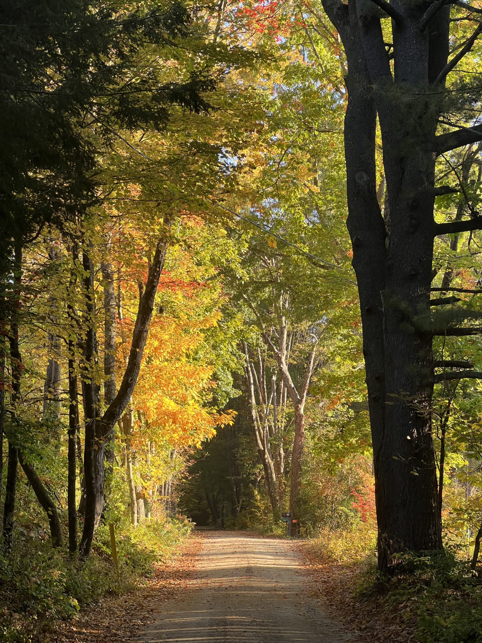 A dirt road in the fall with autumn leaves (foliage).