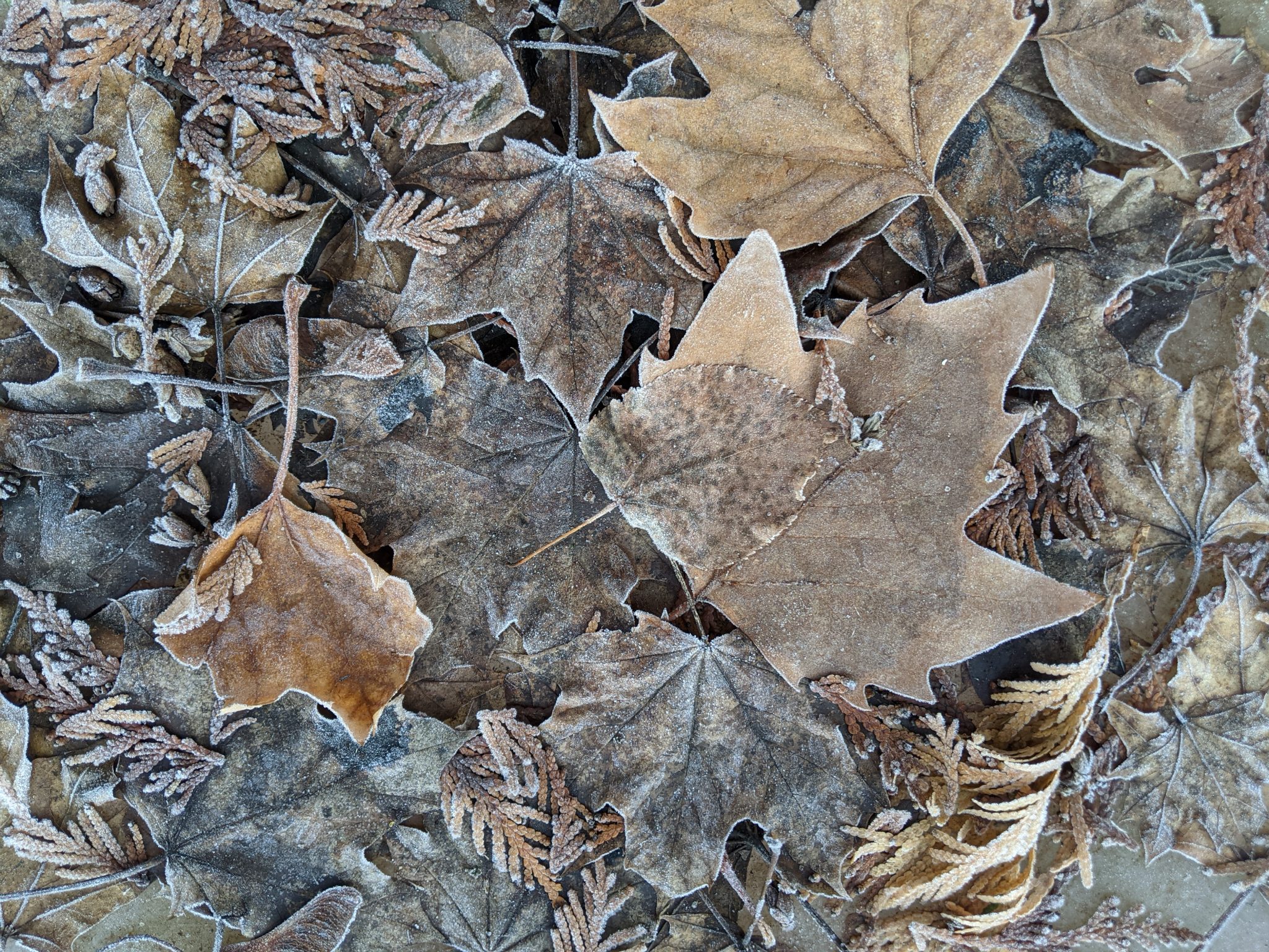 Leaves frozen in ice