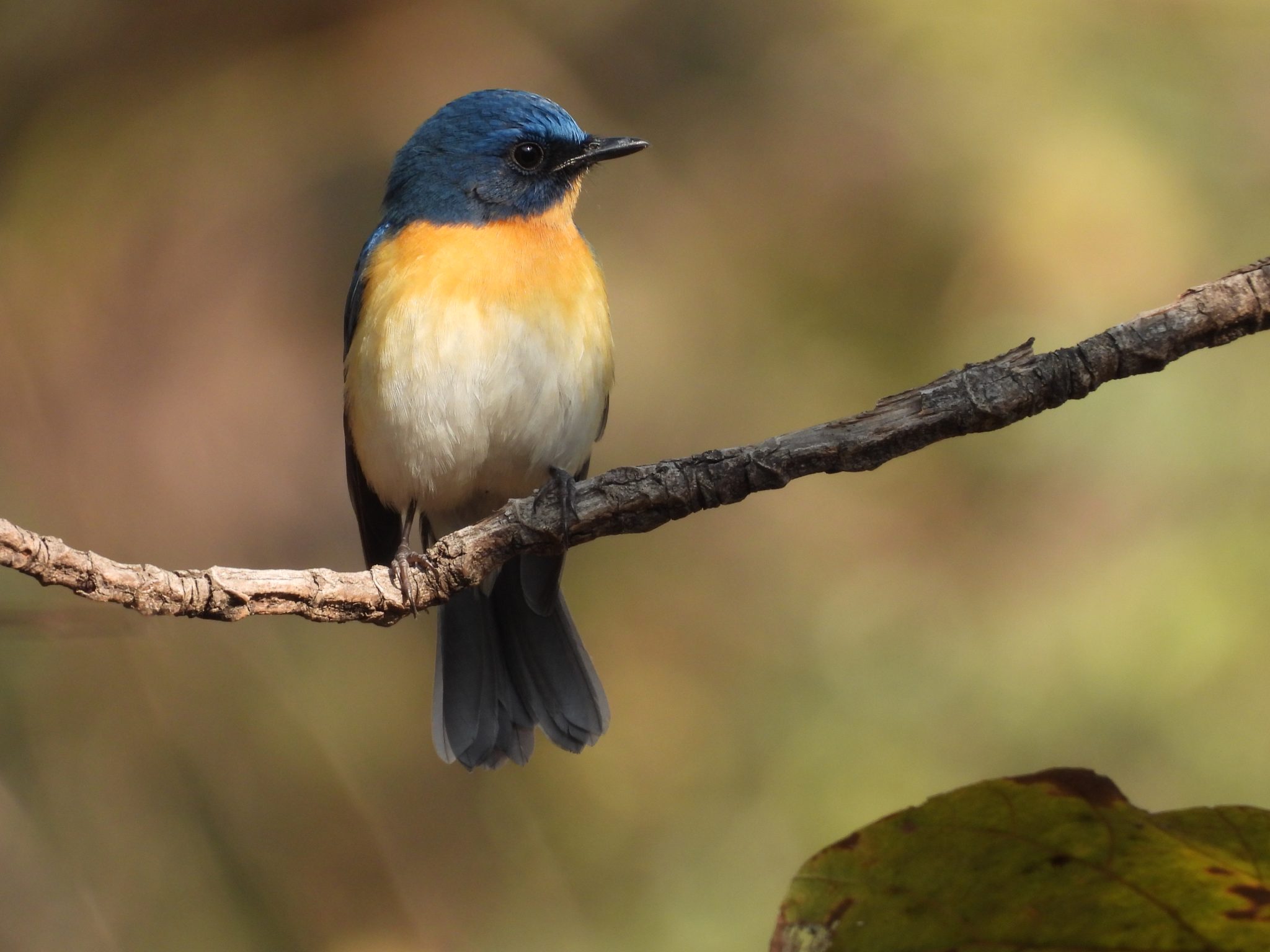 Tickell's Blue Flycatcher perched on a branch. Captured in Nagpur, India.