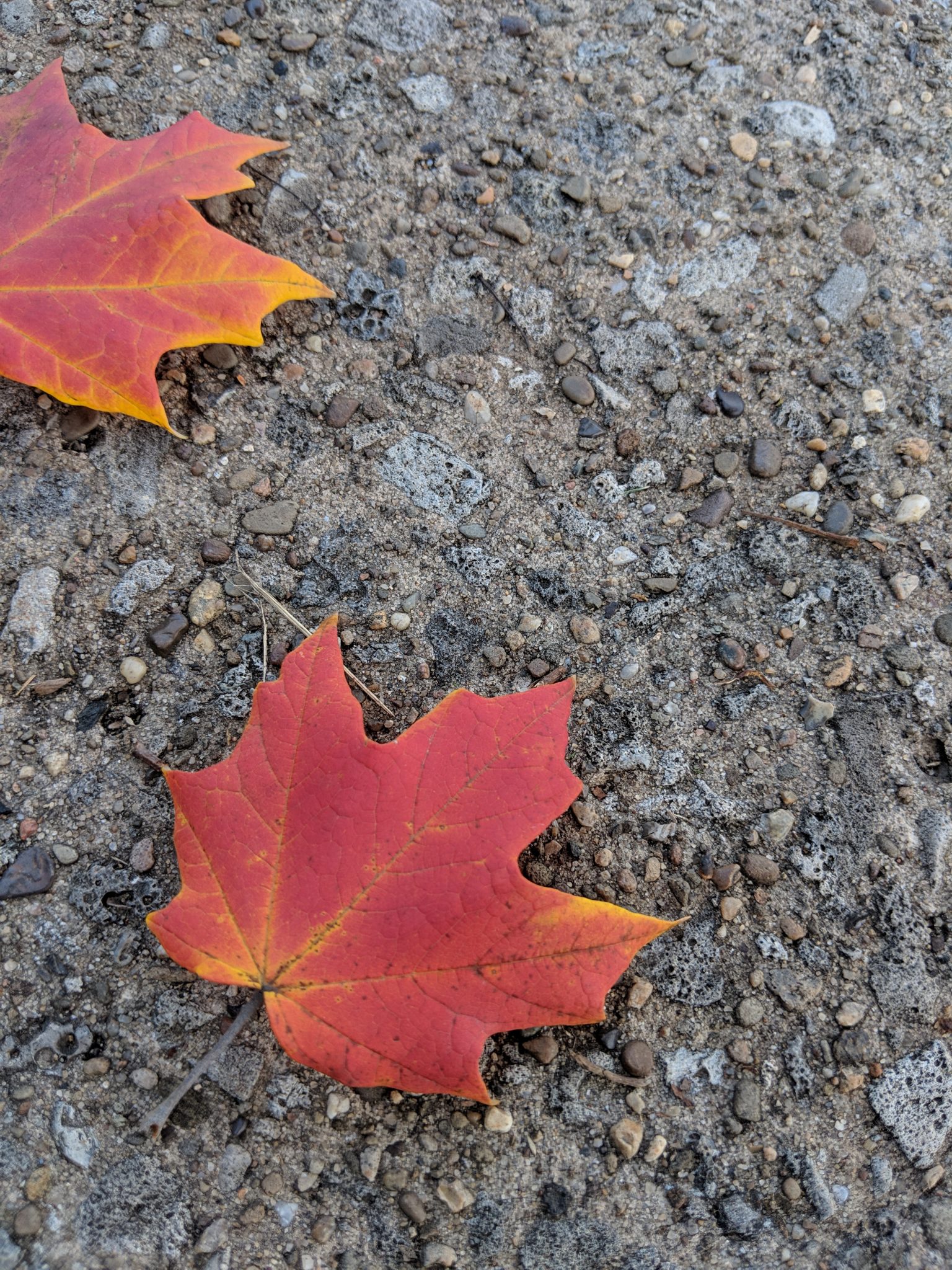 Red and yellow leaves on the ground.