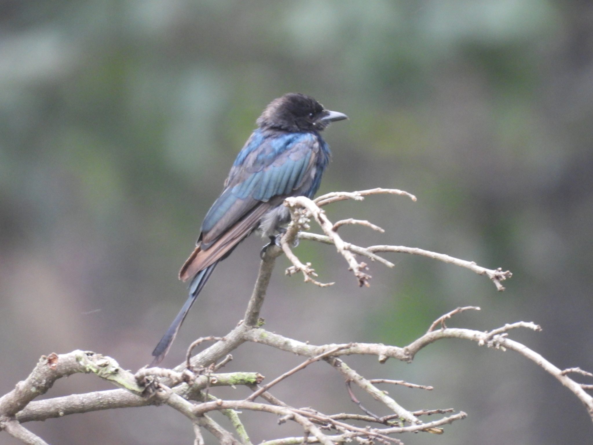 Black Drongo perched on a branch.