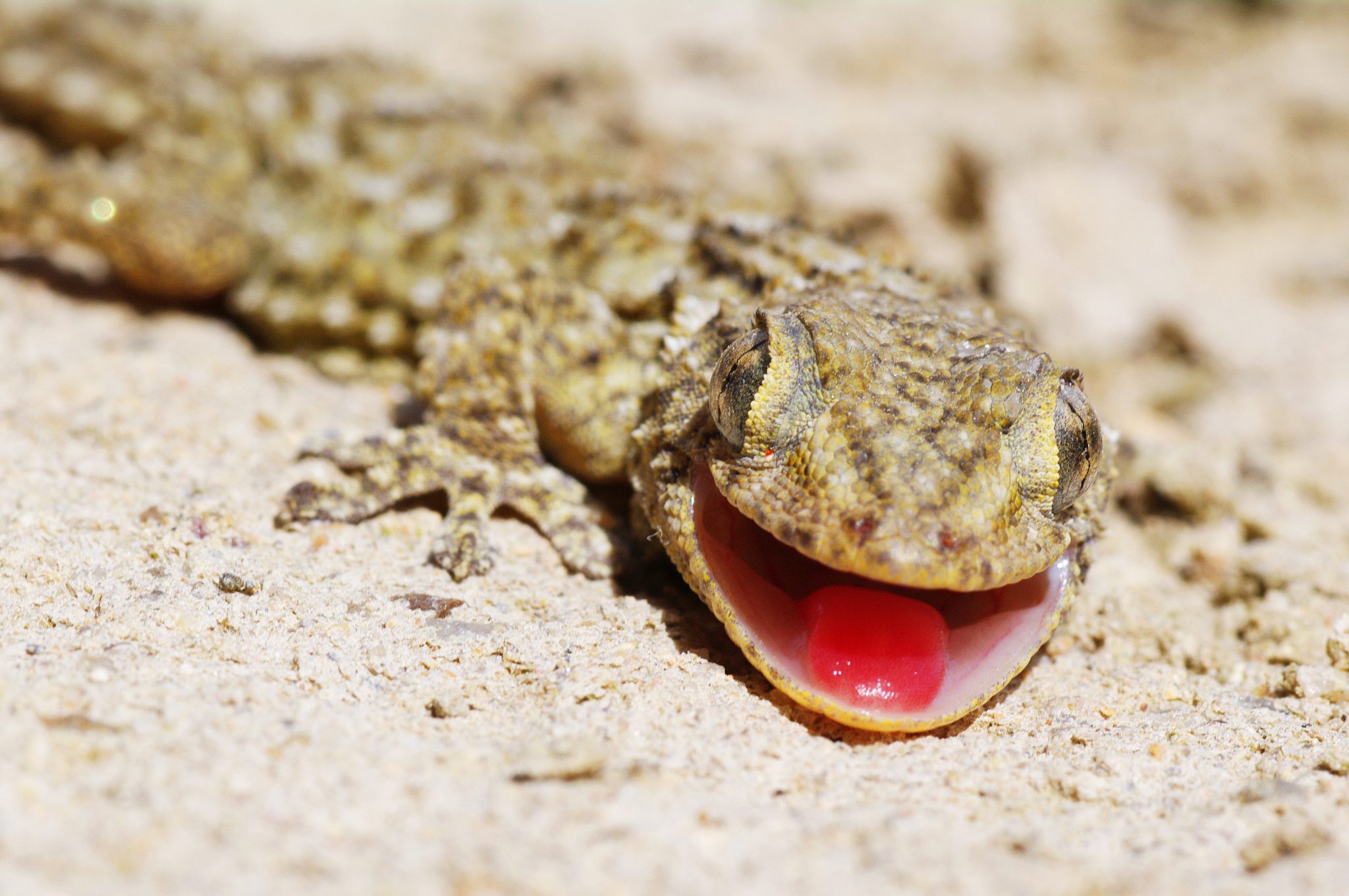 Gecko lizard smiling for the camera