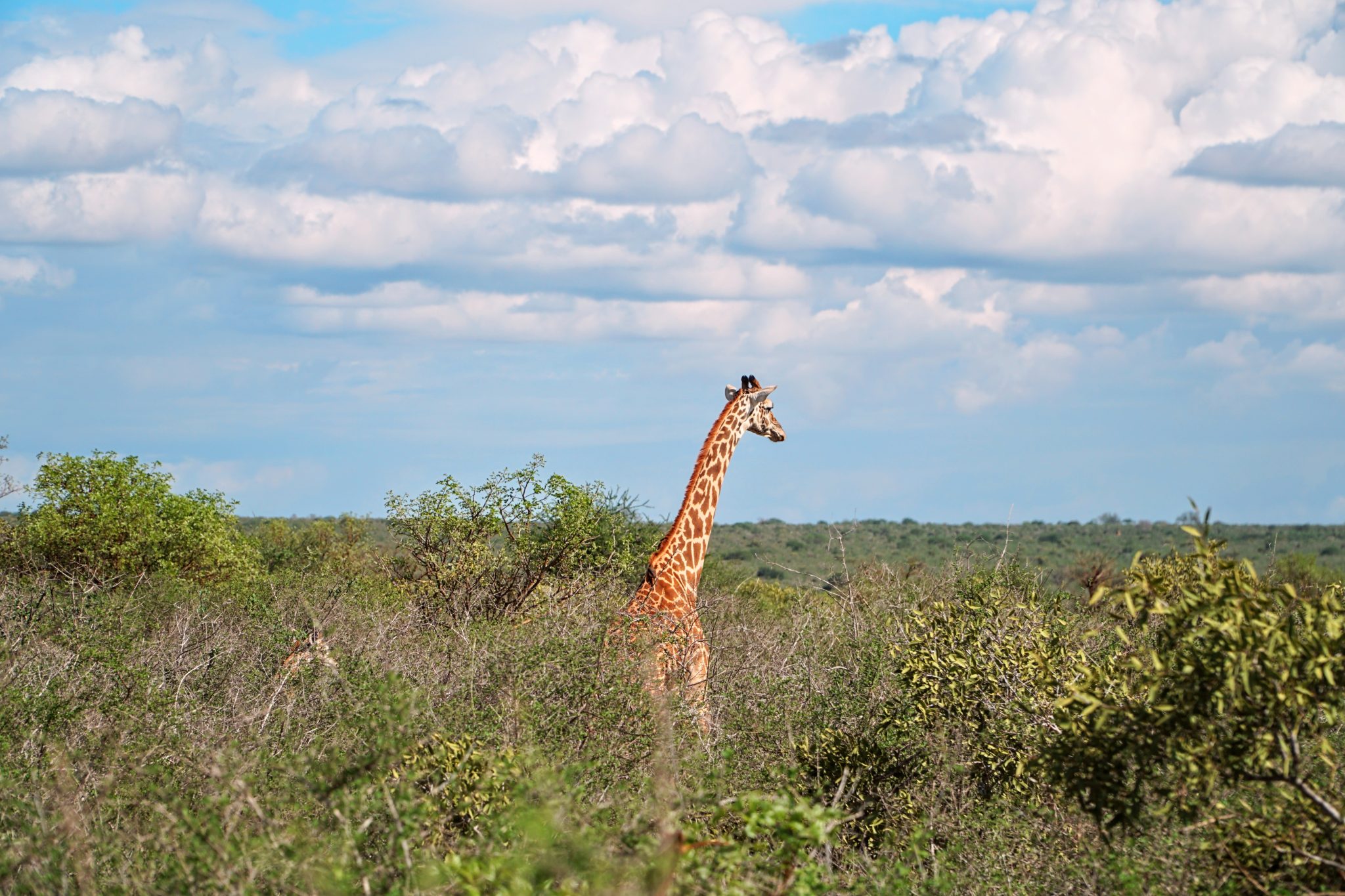 A giraffe in Africa