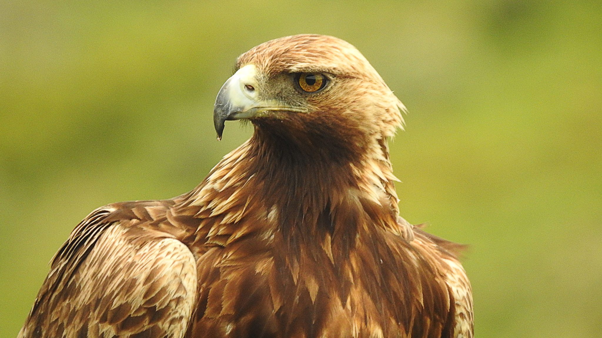 Close-up of a falcon.