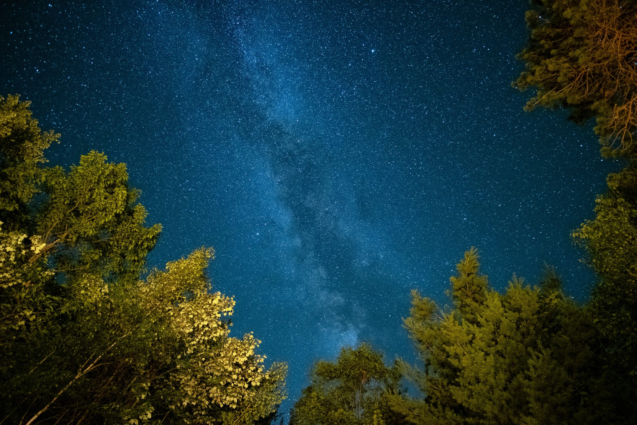 The milky way galaxy shines bright above some trees in the forest