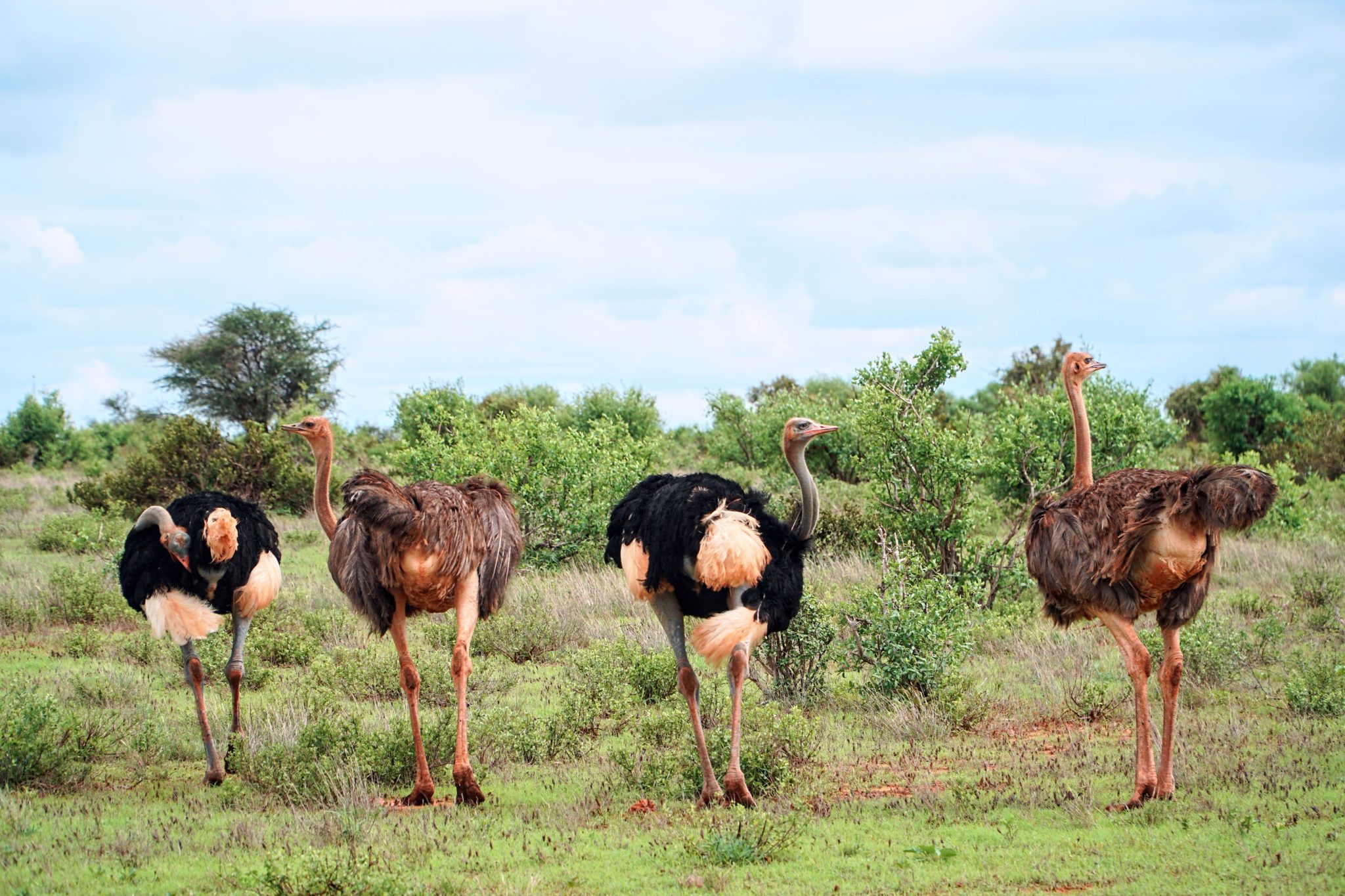 Four ostriches in Africa