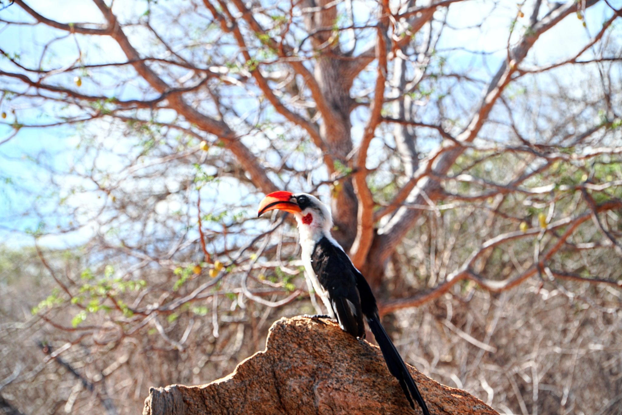 Jackson's Hornbill, a native of Kenya