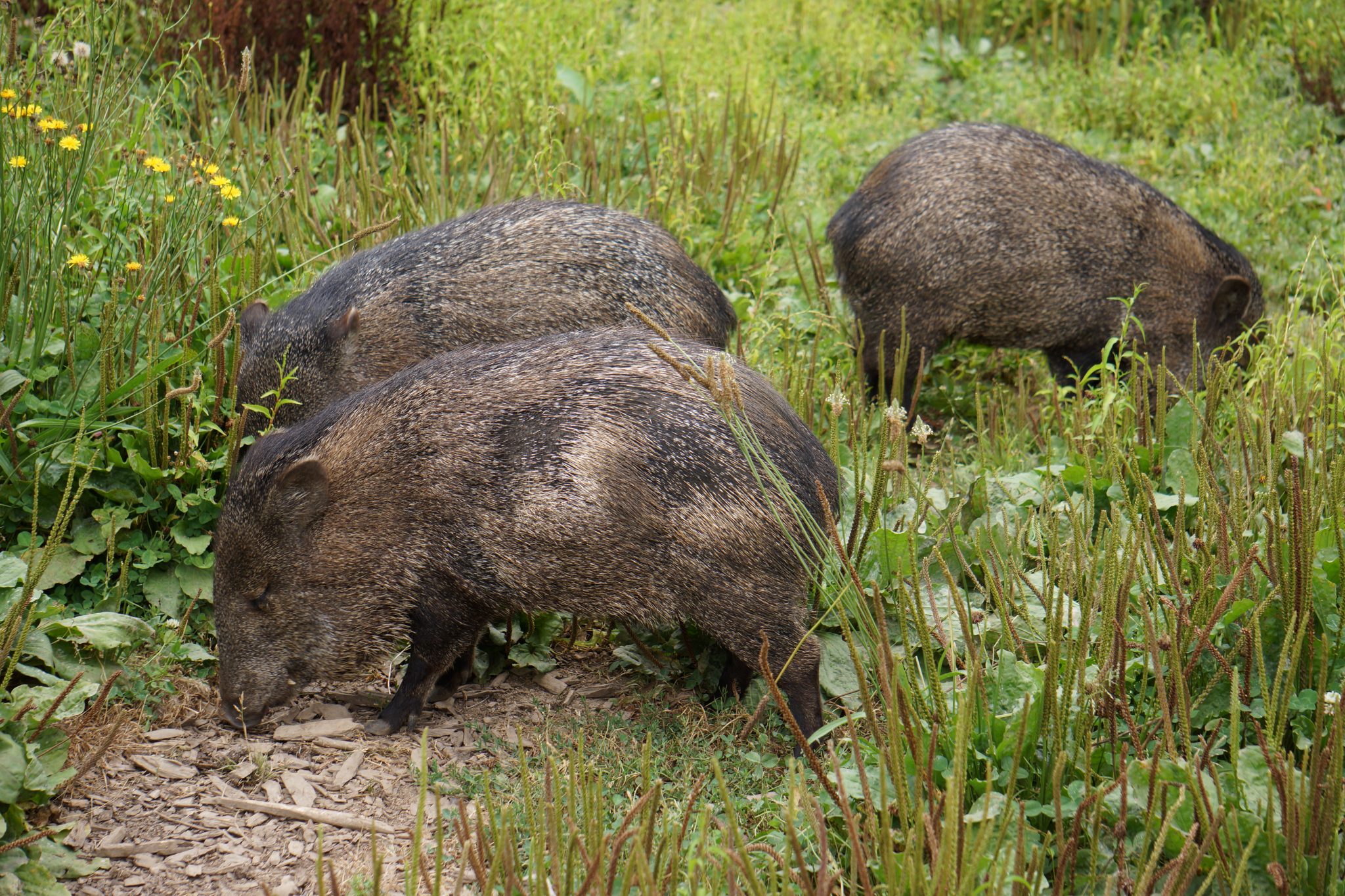 3 capybaras in the grass