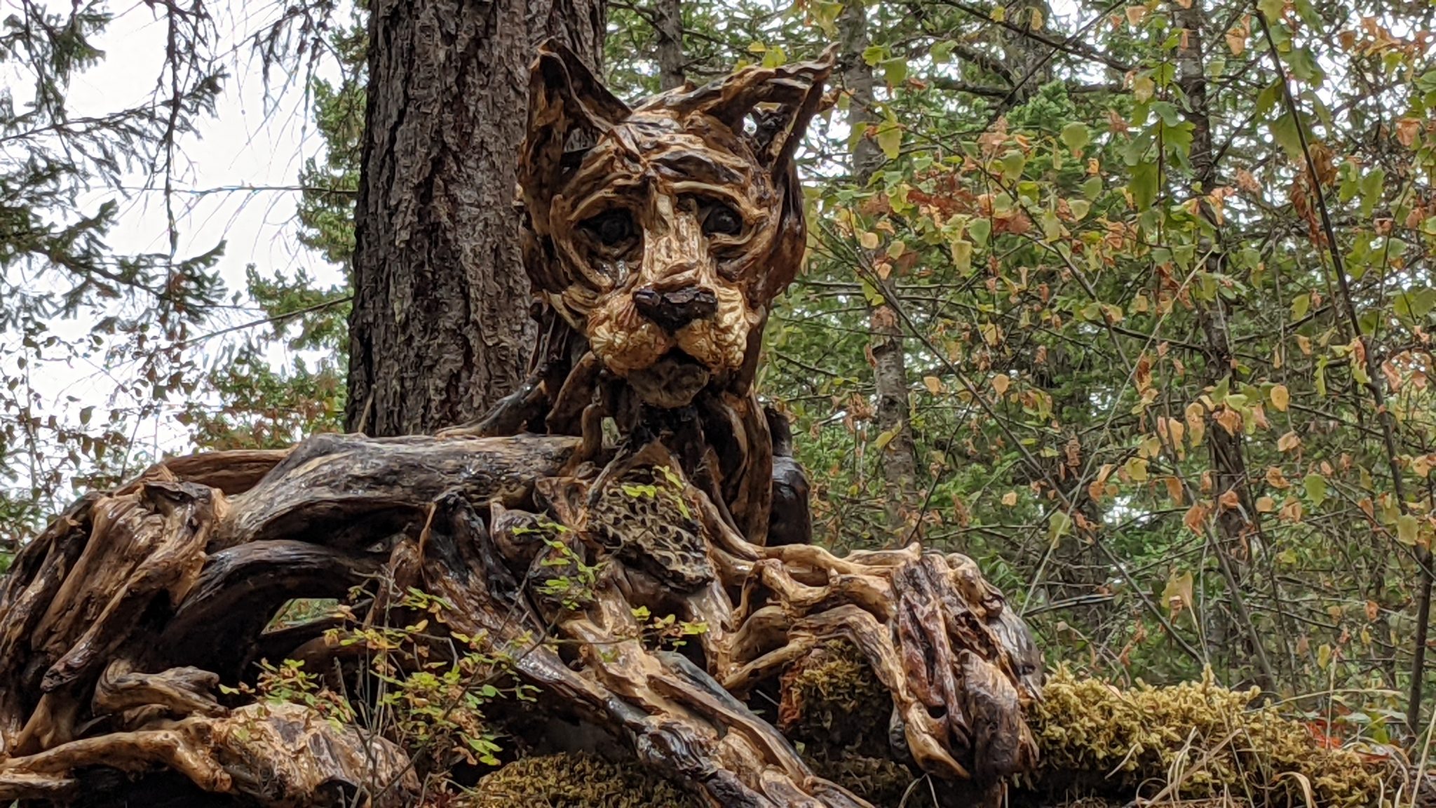 Driftwood sculpture of a cougar by Tanya Bub, located on the trail at the Malahat Skywalk on Vancouver Island British Columbia