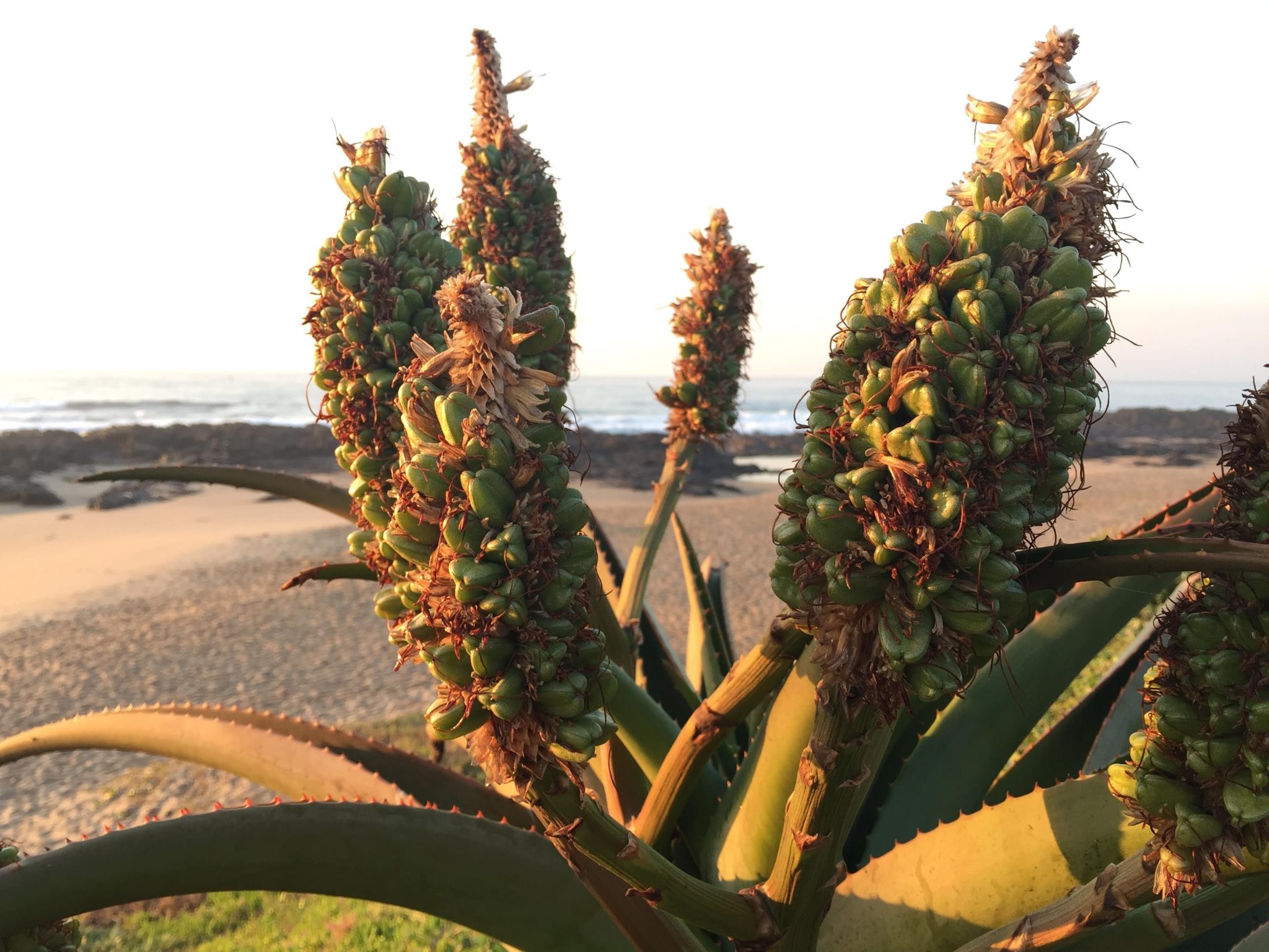 Aloe vera plant on A beach.