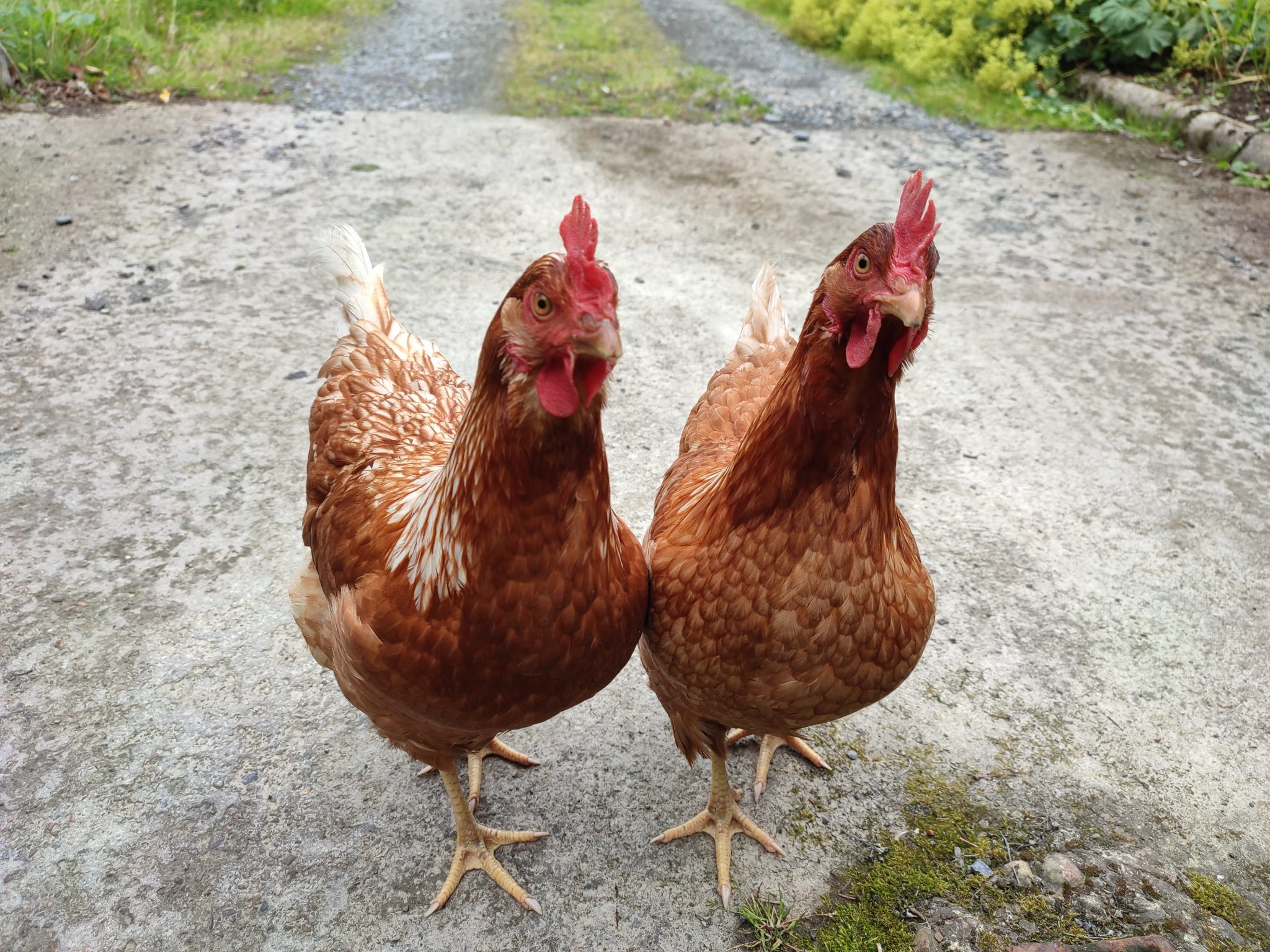 Chickens (roosters, cockerels). Breed is probably Red Star, similar to Rhode Island Red and ISA Brown. Location: Wick, Scotland.