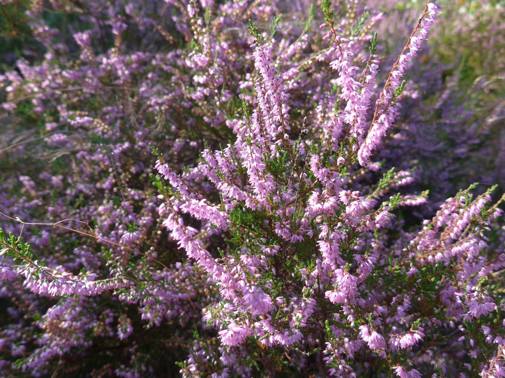 Colorful heather flowers.