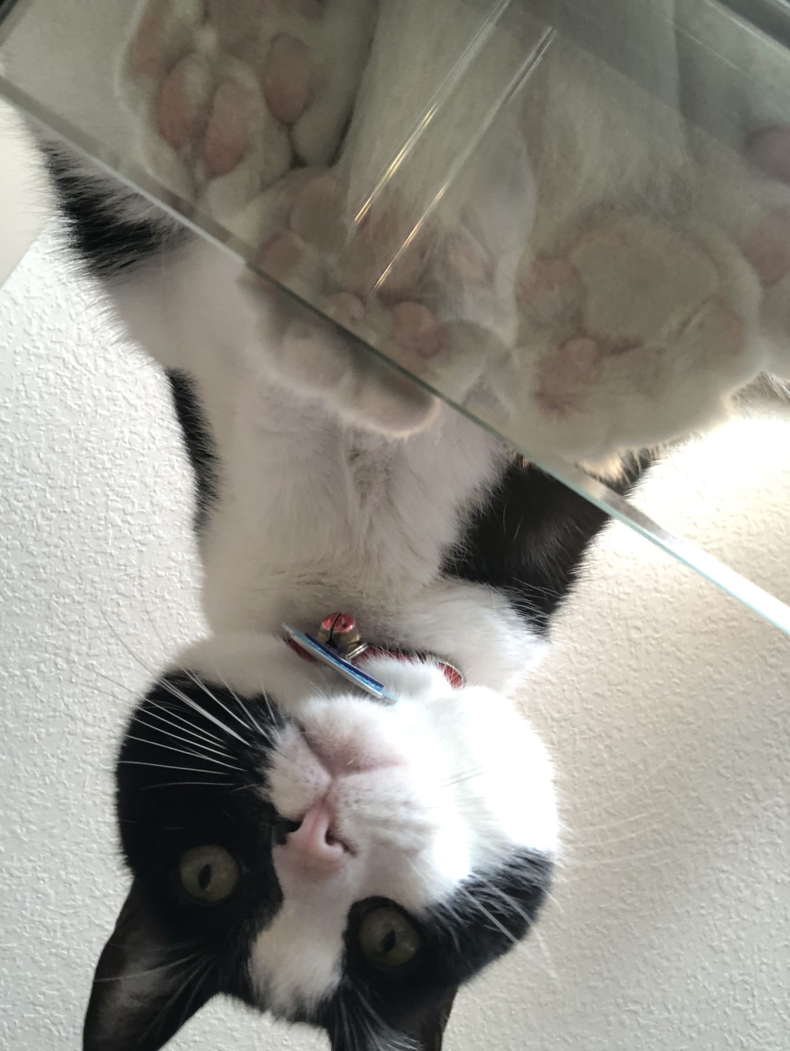 Cat looking down while standing on a glass table.