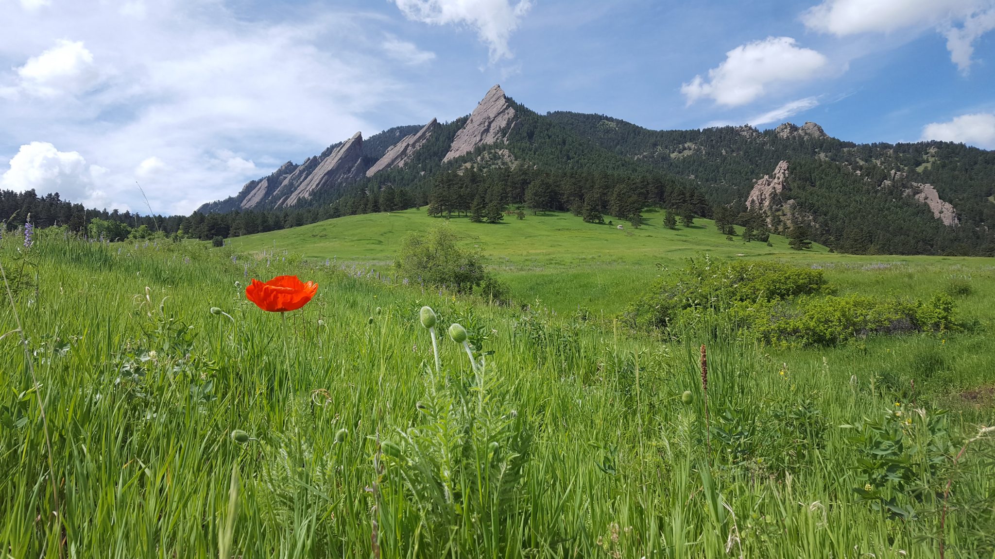 The Flatirons from across a field or green with a red flower in the foreground.