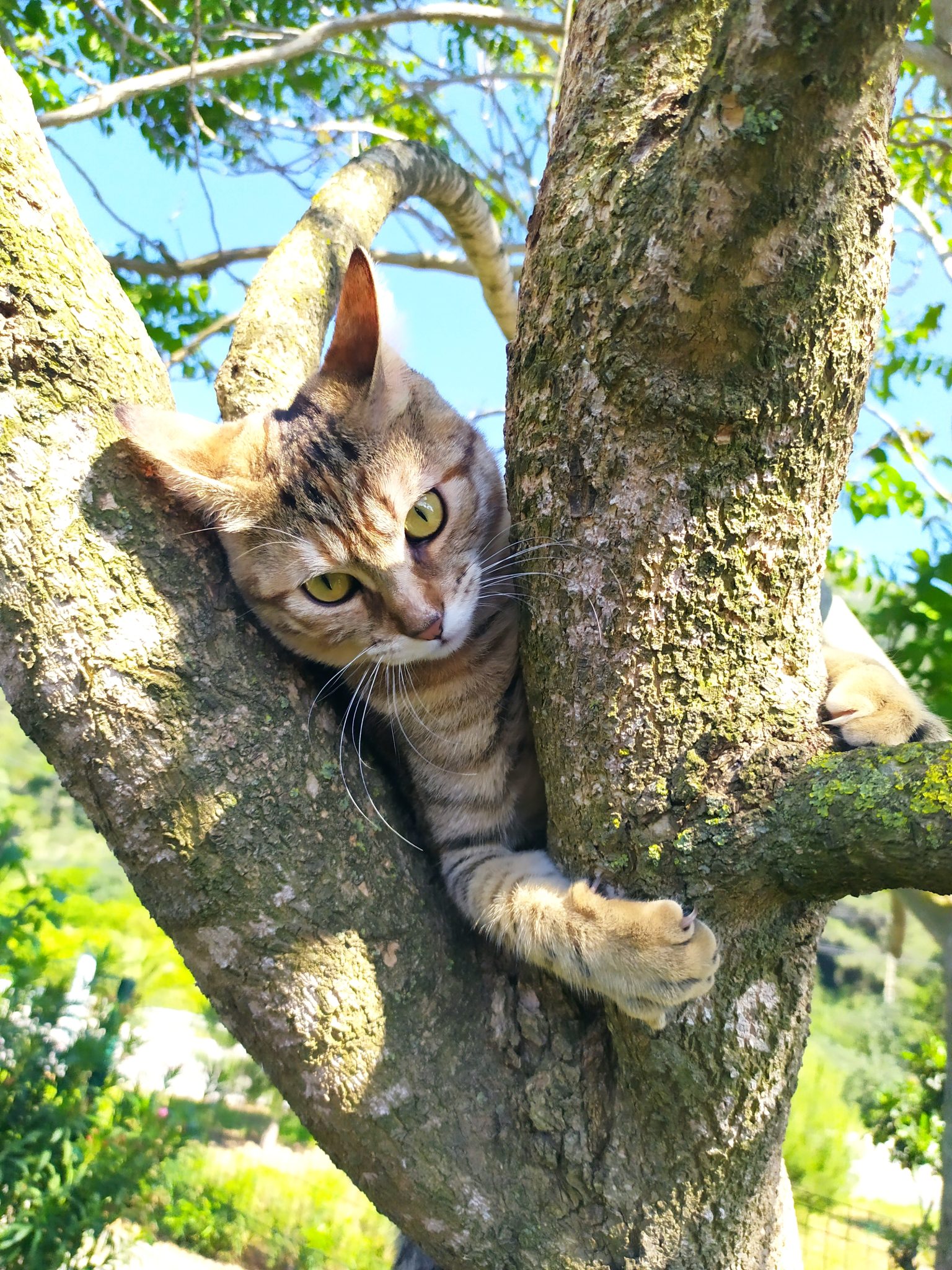 Ginger kitten in tree