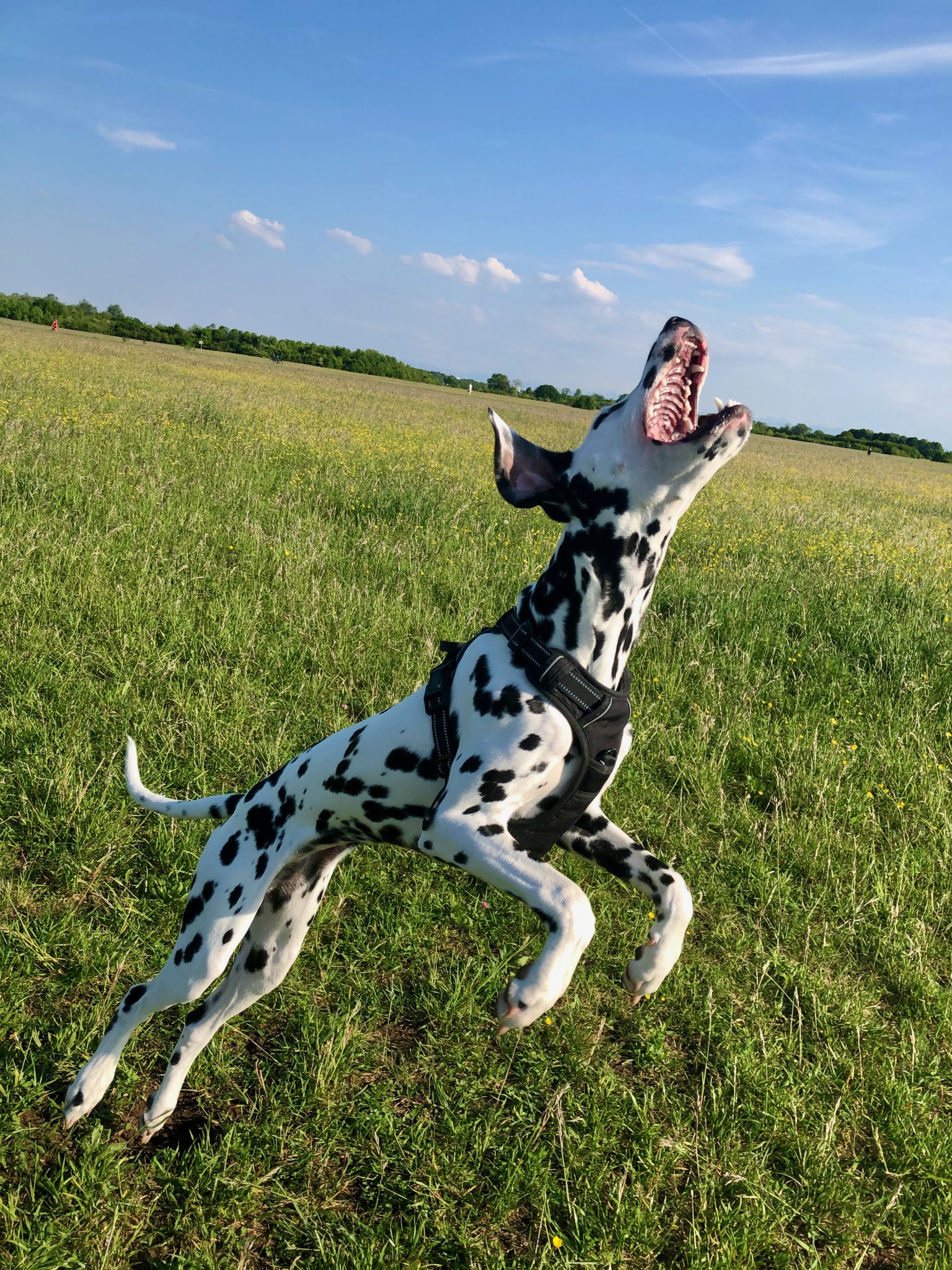 Dalmatian "Emma" is jumping for a treat.
