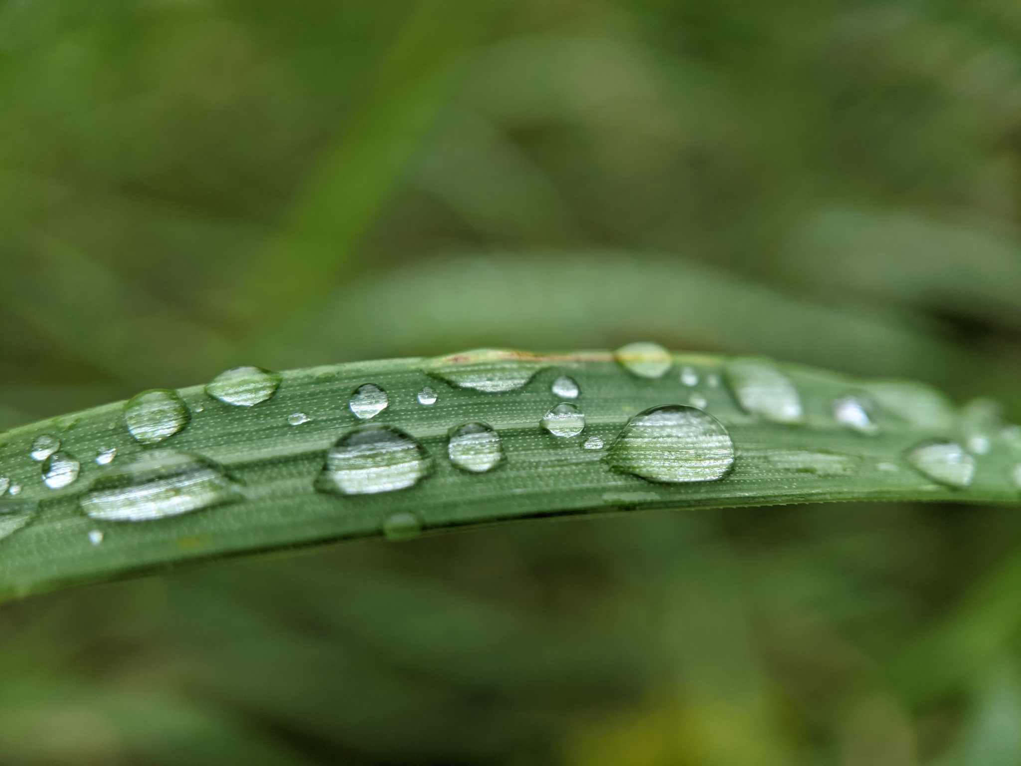 Water droplets on a blade of grass, quite close up.