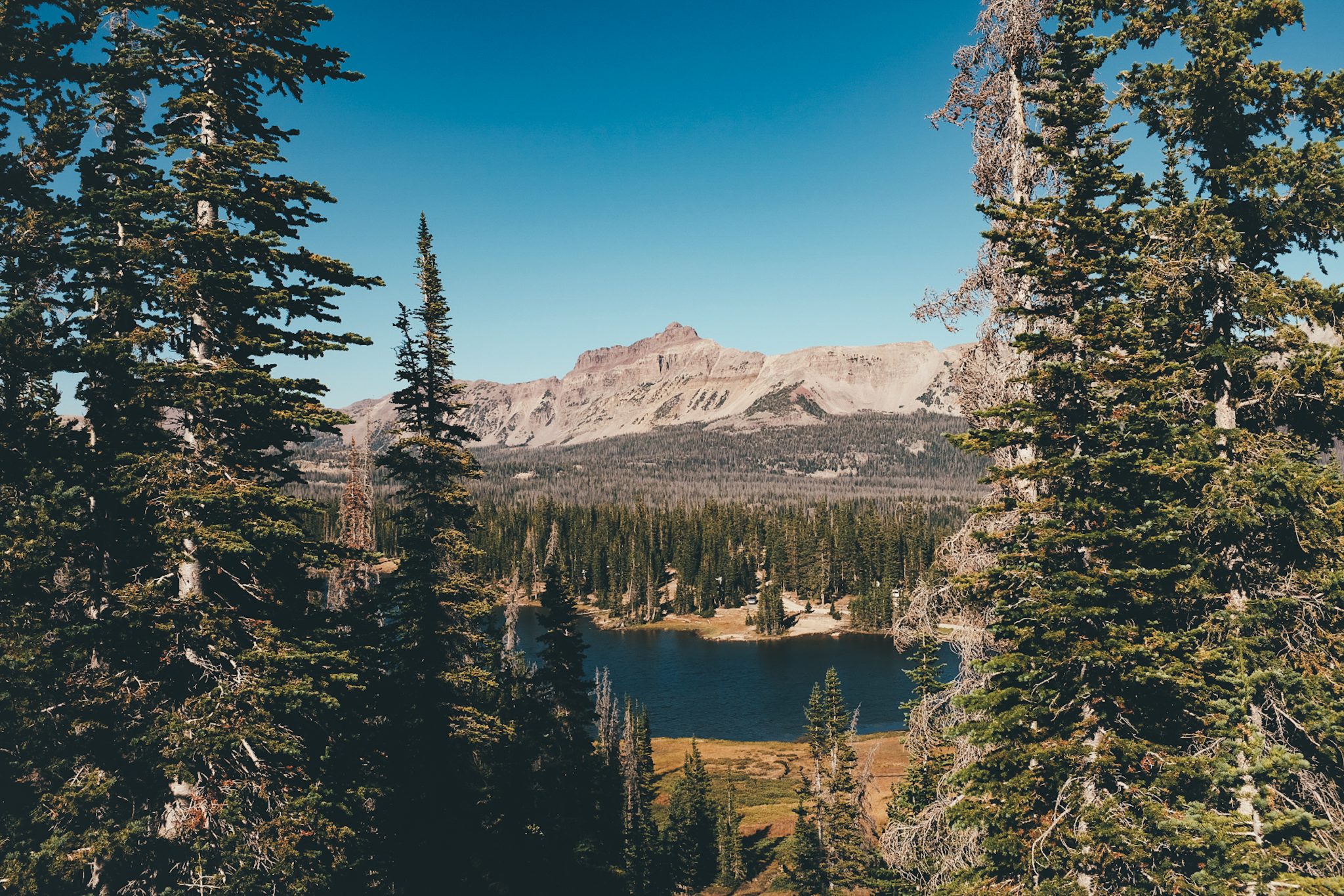 Mountain lake view between trees
