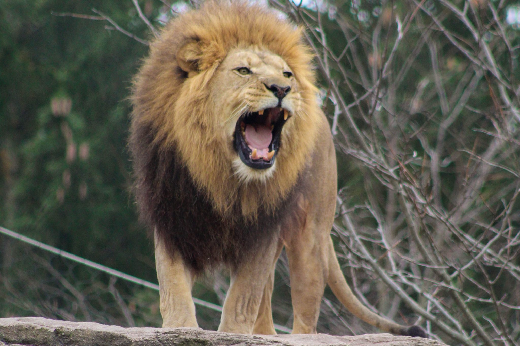 Lion roaring.