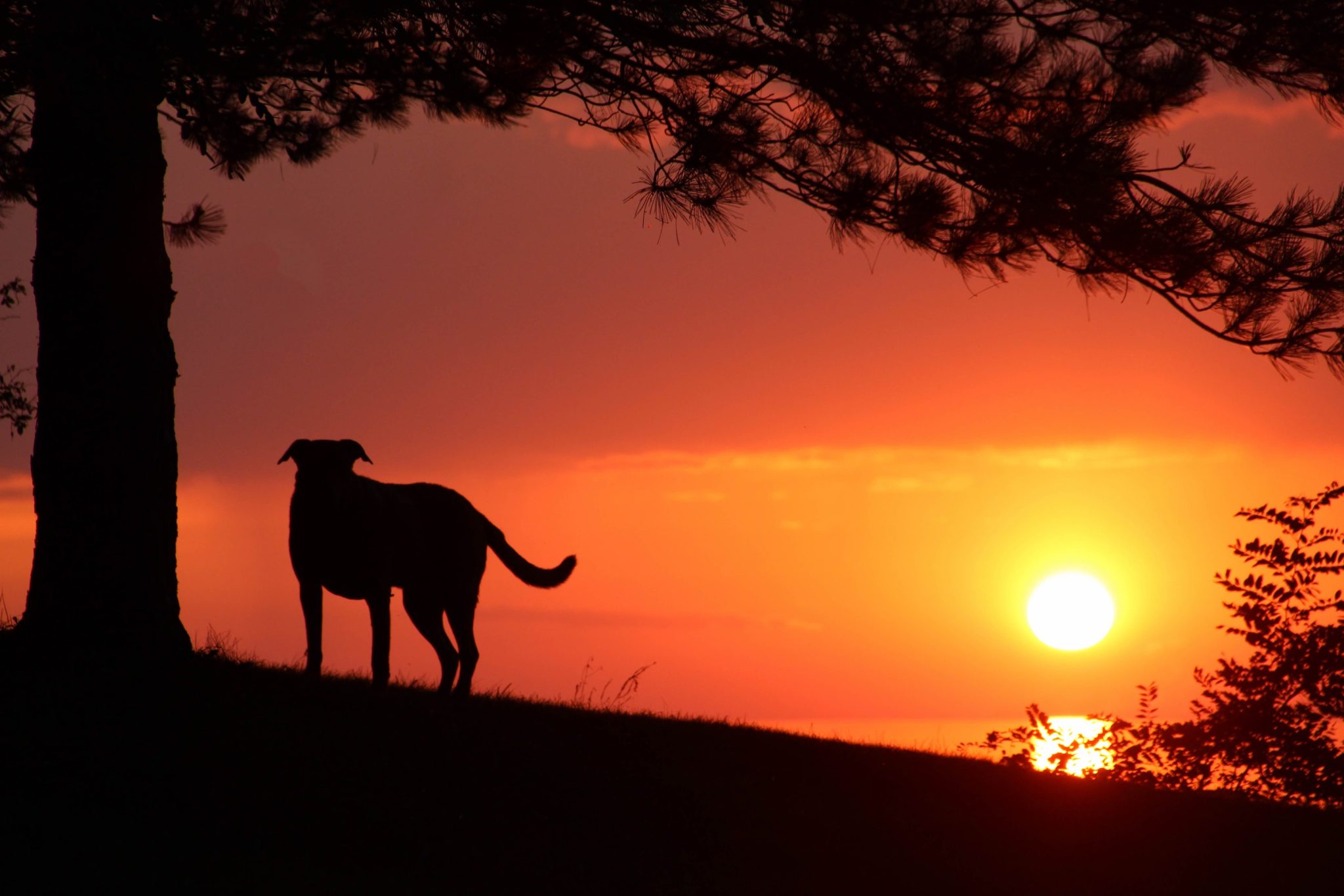 Dog standing by a tree under a red sunset sky.
