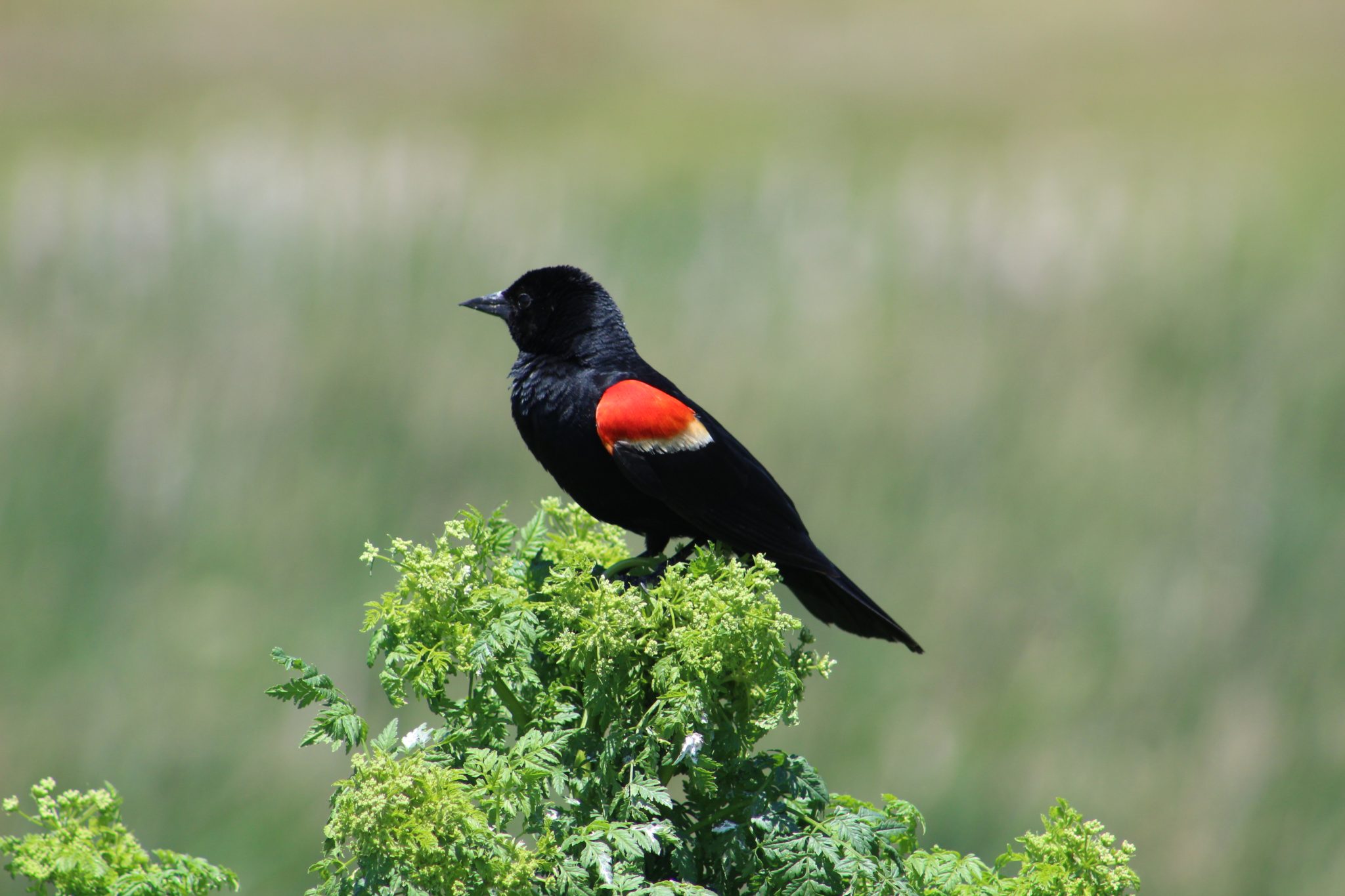 Red-winged blackbird perched on a bush.