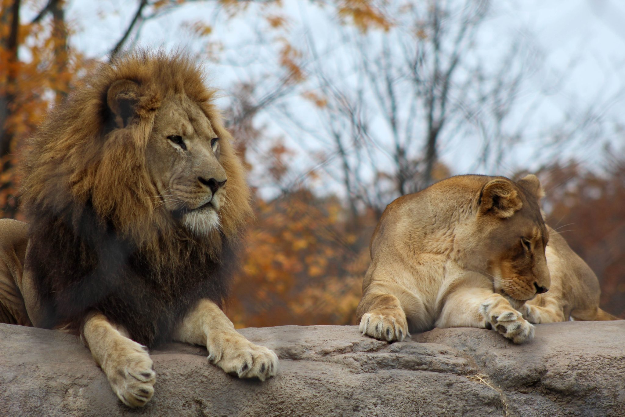 Lion and lioness laying on a large rock.