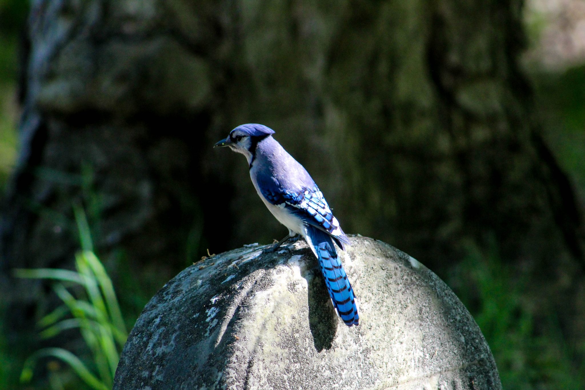 Bluejay perched on a gravestone.