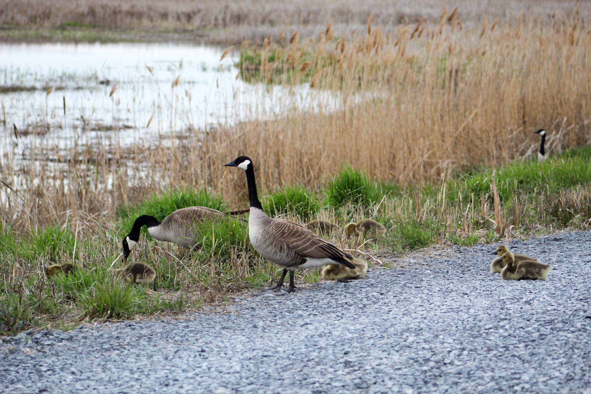 A pair of geese and their goslings alongside a lake.