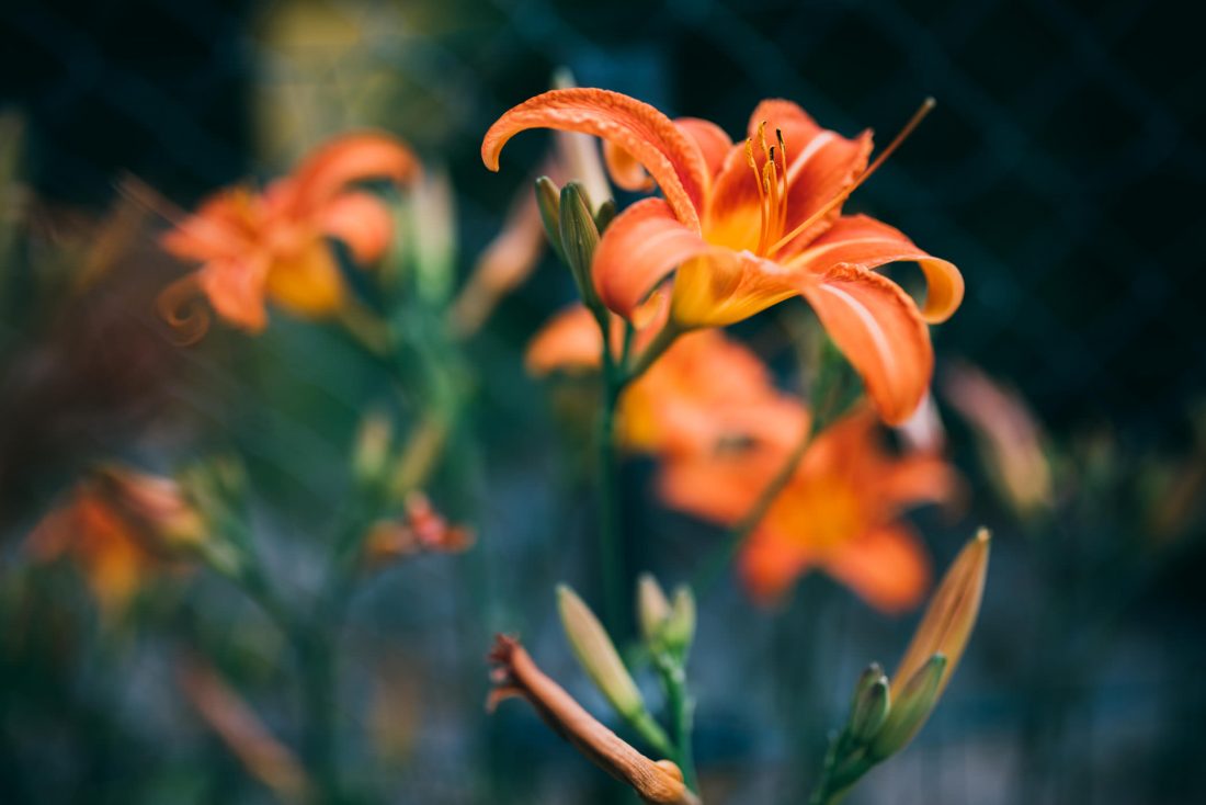Bright Orange Flower in Bloom