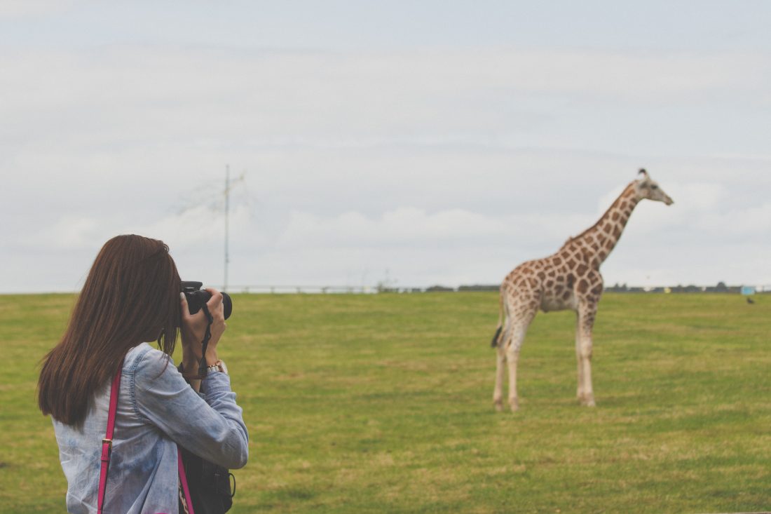 Photographing a Giraffe