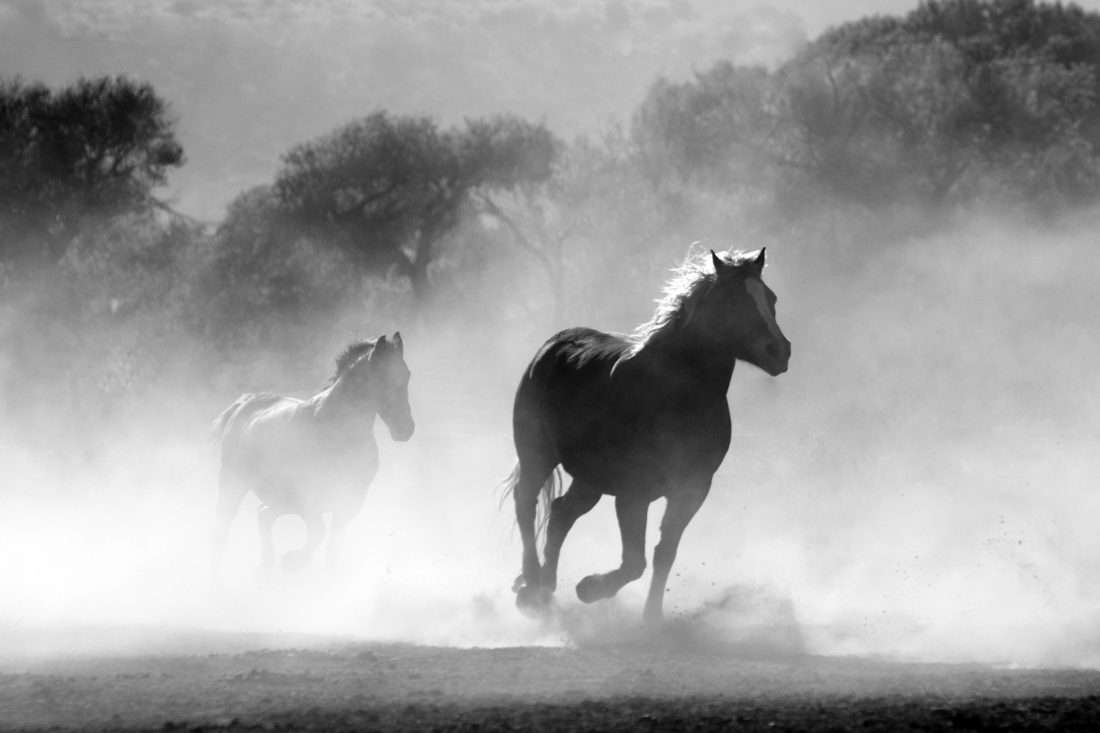 Running Horses