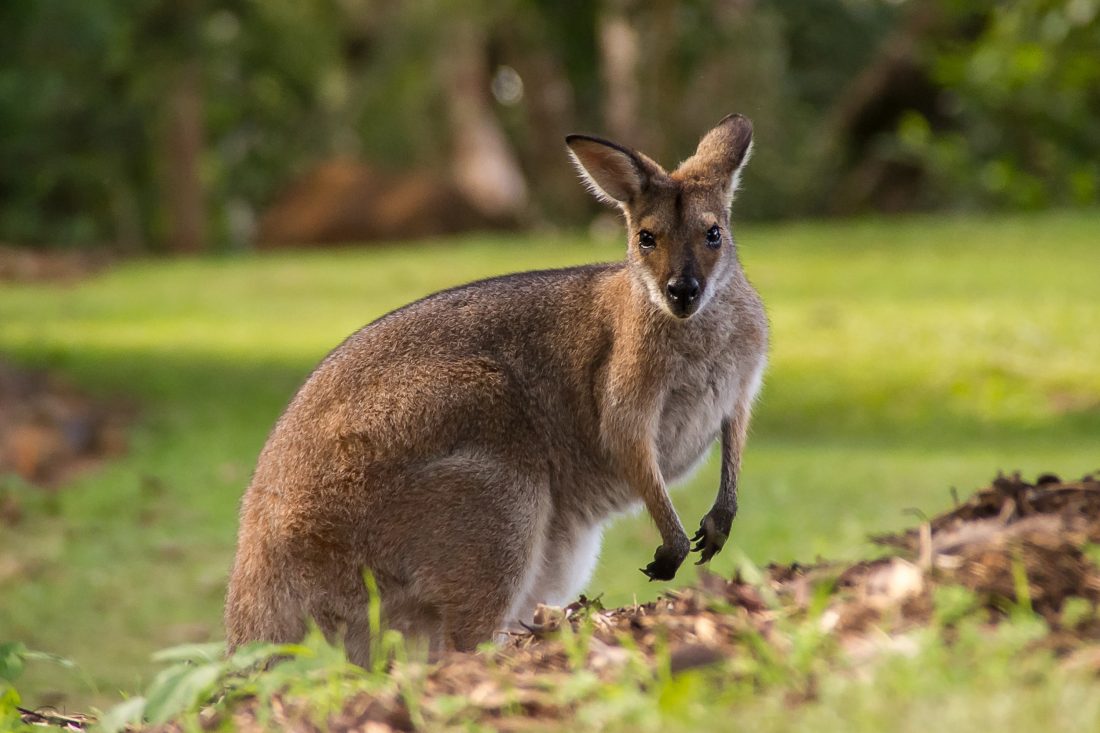 Wallaby in Australia