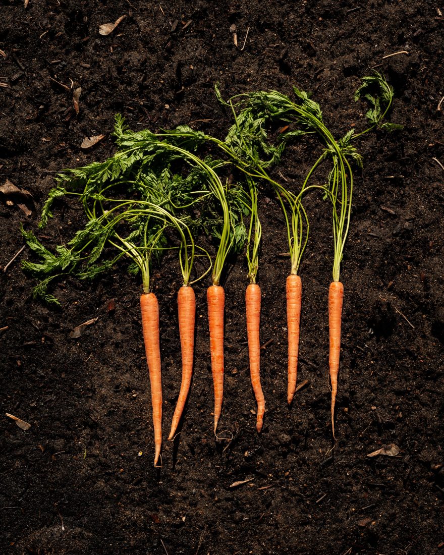 Carrots on Topsoil