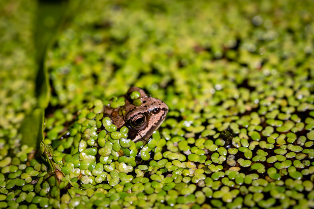 Frog Green Wild